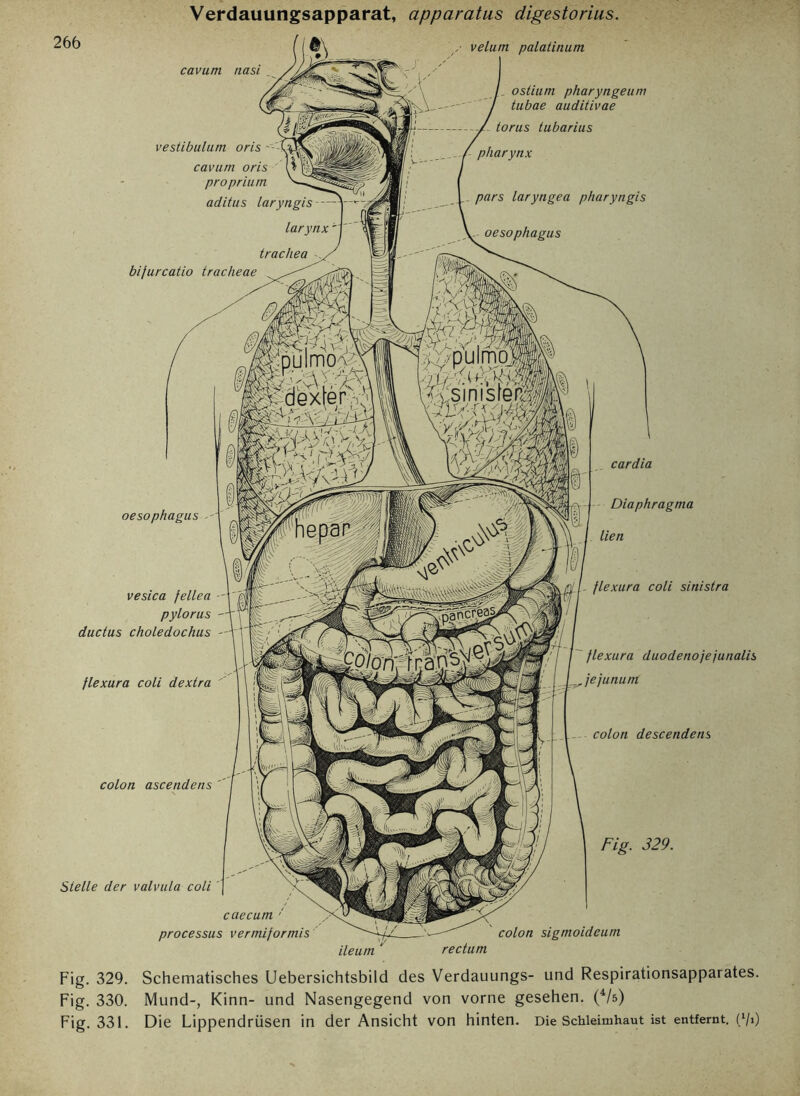 Verdauungsapparat, apparatus digestorius. velutn palatinum cavum nasi vestibulum oris - cavum oris proprium aditus laryngis - larynx tracliea bijurcatio tracheae ostium pharyngeum tubae auditivae torus tubarius pharynx pars laryngea pharyngis oesophagus cardia oesophagus vesica fellea pylorus ductus choledochus flexura coli dextra colon ascendens Slelle der valvula coli Diaphragma lien flexura coli sinistra flexura duodenojejunalis fejunum colon descendens Fig. 329. caecum ' processus vermiformis colon sigmoideum ileum rectum Fig. 329. Schematisches Uebersichtsbild des Verdauungs- und Respirationsapparates. Fig. 330. Mund-, Kinn- und Nasengegend von vorne gesehen. (4/s) Fig. 331. Die Lippendrüsen in der Ansicht von hinten. Die Schleimhaut ist entfernt. (V»)