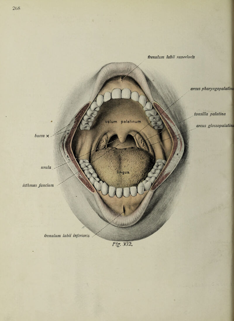 arcus pharyngopalatim uvula isthmus faucium frenulum labii inferioris Hg. 332. tonsilla palatina arcus glossopalatin