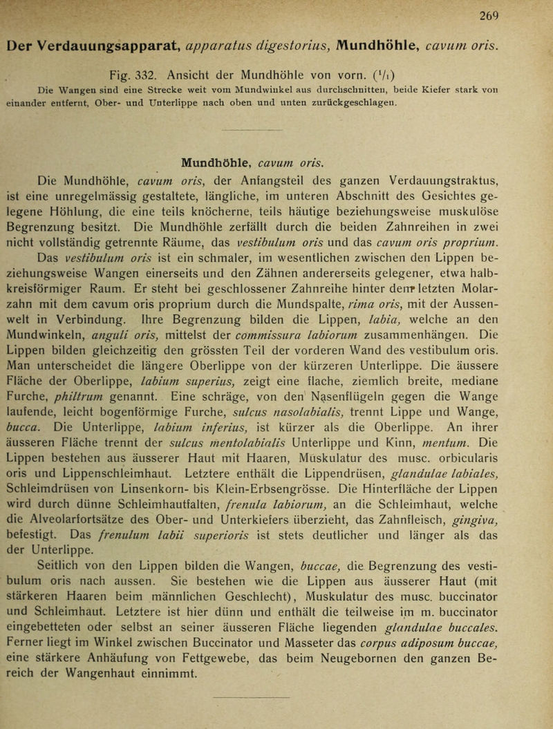 Der Verdauungsapparat, apparatus digestorius, Mundhöhle, caviun oris. Fig. 332. Ansicht der Mundhöhle von vorn. (l/i) Die Wangen sind eine Strecke weit vom Mundwinkel aus durchschnitten, beide Kiefer stark von einander entfernt, Ober- und Unterlippe nach oben und unten zurückgeschlagen. Mundhöhle, cavum oris. Die Mundhöhle, cavum oris, der Anfangsteil des ganzen Verdauungstraktus, ist eine unregelmässig gestaltete, längliche, im unteren Abschnitt des Gesichtes ge- legene Höhlung, die eine teils knöcherne, teils häutige beziehungsweise muskulöse Begrenzung besitzt. Die Mundhöhle zerfällt durch die beiden Zahnreihen in zwei nicht vollständig getrennte Räume, das vestibulum oris und das cavum oris proprium. Das vestibulum oris ist ein schmaler, im wesentlichen zwischen den Lippen be- ziehungsweise Wangen einerseits und den Zähnen andererseits gelegener, etwa halb- kreisförmiger Raum. Ersteht bei geschlossener Zahnreihe hinter derrr letzten Molar- zahn mit dem cavum oris proprium durch die Mundspalte, rima oris, mit der Aussen- welt in Verbindung. Ihre Begrenzung bilden die Lippen, labia, welche an den Mundwinkeln, anguli oris, mittelst der commissura labiorum Zusammenhängen. Die Lippen bilden gleichzeitig den grössten Teil der vorderen Wand des vestibulum oris. Man unterscheidet die längere Oberlippe von der kürzeren Unterlippe. Die äussere Fläche der Oberlippe, labium superius, zeigt eine flache, ziemlich breite, mediane Furche, philtrum genannt. Eine schräge, von den Nasenflügeln gegen die Wange laufende, leicht bogenförmige Furche, sulcus nasolabialis, trennt Lippe und Wange, bucca. Die Unterlippe, labium inferius, ist kürzer als die Oberlippe. An ihrer äusseren Fläche trennt der sulcus mentolabialis Unterlippe und Kinn, mentum. Die Lippen bestehen aus äusserer Haut mit Haaren, Muskulatur des musc. orbicularis oris und Lippenschleimhaut. Letztere enthält die Lippendrüsen, glandulae labiales, Schleimdrüsen von Linsenkorn- bis Klein-Erbsengrösse. Die Hinterfläche der Lippen wird durch dünne Schleimhautfalten, frenula labiorum, an die Schleimhaut, welche die Alveolarfortsätze des Ober- und Unterkiefers überzieht, das Zahnfleisch, gingiva, befestigt. Das frenulum labii superioris ist stets deutlicher und länger als das der Unterlippe. Seitlich von den Lippen bilden die Wangen, buccae, die Begrenzung des vesti- bulum oris nach aussen. Sie bestehen wie die Lippen aus äusserer Haut (mit stärkeren Haaren beim männlichen Geschlecht), Muskulatur des musc. buccinator und Schleimhaut. Letztere ist hier dünn und enthält die teilweise im m. buccinator eingebetteten oder selbst an seiner äusseren Fläche liegenden glandulae buccales. Ferner liegt im Winkel zwischen Buccinator und Masseter das corpus adiposum buccae, eine stärkere Anhäufung von Fettgewebe, das beim Neugebornen den ganzen Be- reich der Wangenhaut einnimmt.