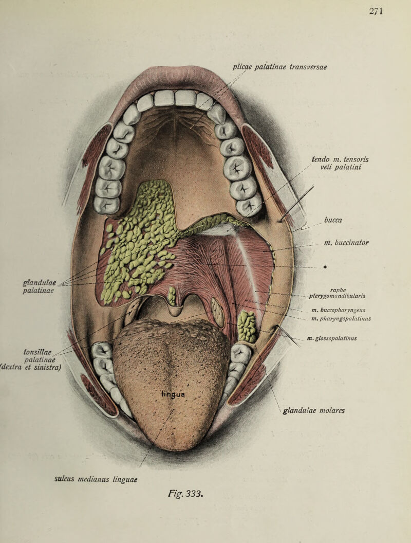 plicae palatinae transversae tendo m. tensoris veli palatini glandulae molares glandulae palatinae tonsillae _ palatinae 'dextra et sinistra) bucca m. baccinator raphe - -pterygomandibularis m. buccopharyngeus - m. pharyngopalatinus m. glossopalatinus sulcus medianus linguae