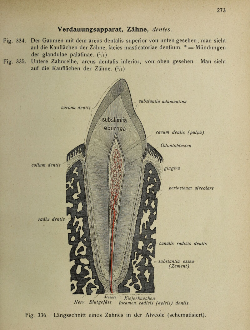Verdauungsapparat, Zähne, clentes. Fig. 334. Der Gaumen mit dem arcus dentalis superior von unten gesehen; man sieht auf die Kauflächen der Zähne, facies masticatoriae dentium. * = Mündungen der glandulae palatinae. (Vi) Fig. 335. Untere Zahnreihe, arcus dentalis inferior, von oben gesehen. Man sieht auf die Kauflächen der Zähne. (1/i) periosteum alveolare radix dentis canalis radicis dentis substantia ossea (Zement) Kieferknochen Nerv Blutgefäss foramen radicis (apicis) dentis - substantia adamantina corona dentis cavum dentis (pulpa) Odontoblasten collum dentis gingiva