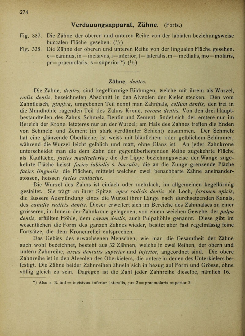 Verdauungsapparat, Zähne. (Forts.) Fig. 337. Die Zähne der oberen und unteren Reihe von der labialen beziehungsweise buccalen Fläche gesehen. (Vi) Fig. 338. Die Zähne der oberen und unteren Reihe von der lingualen Fläche gesehen. c —caninus, in = incisivus, i=inferior, 1 = lateralis, m = medialis, mo=molaris, pr = praemolaris, s = superior.*) (x/i) Zähne, dentes. Die Zähne, dentes, sind kegelförmige Bildungen, welche mit ihrem als Wurzel, radix dentis, bezeichneten Abschnitt in den Alveolen der Kiefer stecken. Den vom Zahnfleisch, gingiva, umgebenen Teil nennt man Zahnhals, collum dentis, den frei in die Mundhöhle ragenden Teil des Zahns Krone, corona dentis. Von den drei Haupt- bestandteilen des Zahns, Schmelz, Dentin und Zement, findet sich der erstere nur im Bereich der Krone, letzteres nur an der Wurzel; am Hals des Zahnes treffen die Enden von Schmelz und Zement (in stark verdünnter Schicht) zusammen. Der Schmelz hat eine glänzende Oberfläche, ist weiss mit bläulichem oder gelblichem Schimmer, während die Wurzel leicht gelblich und matt, ohne Glanz ist. An jeder Zahnkrone unterscheidet man die dem Zahn der gegenüberliegenden Reihe zugekehrte Fläche als Kaufläche, facies masticatoria; die der Lippe beziehungsweise der Wange zuge- kehrte Fläche heisst facies labialis s. buccalis, die an die Zunge grenzende Fläche facies lingualis, die Flächen, mittelst welcher zwei benachbarte Zähne aneinander- stossen, heissen facies contactus. Die Wurzel des Zahns ist einfach oder mehrfach, im allgemeinen kegelförmig gestaltet. Sie trägt an ihrer Spitze, apex radicis dentis, ein Loch, foramen apicis, die äussere Ausmündung eines die Wurzel ihrer Länge nach durchsetzenden Kanals, des canalis radicis dentis. Dieser erweitert sich im Bereiche des Zahnhalses zu einer grösseren, im Innern der Zahnkrone gelegenen, von einem weichen Gewebe, der pulpa dentis, erfüllten Höhle, dem cavum dentis, auch Pulpahöhle genannt. Diese gibt im wesentlichen die Form des ganzen Zahnes wieder, besitzt aber fast regelmässig feine Fortsätze, die dem Kronenrelief entsprechen. Das Gebiss des erwachsenen Menschen, wie man die Gesamtheit der Zähne auch wohl bezeichnet, besteht aus 32 Zähnen, welche in zwei Reihen, der obern und untern Zahnreihe, arcus dentalis superior und inferior, angeordnet sind. Die obere Zahnreihe ist in den Alveolen des Oberkiefers, die untere in denen des Unterkiefers be- festigt. Die Zähne beider Zahnreihen ähneln sich in bezug auf Form und Grösse, ohne völlig gleich zu sein. Dagegen ist die Zahl jeder Zahnreihe dieselbe, nämlich 16. ) Also z. B. inil = incisivus inferior lateralis, prs 2 = praemolaris superior 2.