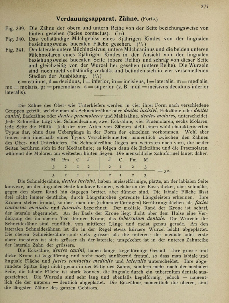 Verdauungsapparat, Zähne. (Forts.) Fig. 339. Die Zähne der obern und untern Reihe von der Seite beziehungsweise von hinten gesehen (facies contactus). (1/i) Fig. 340. Das vollständige Milchgebiss eines 3jährigen Kindes von der lingualen beziehungsweise buccalen Fläche gesehen. (1/i) Fig. 341. Der laterale untere Milchincisivus, untere Milchcaninus und die beiden unteren Milchmolaren eines 2jährigen Kindes in der Ansicht von der lingualen beziehungsweise buccalen Seite (obere Reihe) und schräg von dieser Seite und gleichzeitig von der Wurzel her gesehen (untere Reihe). Die Wurzeln sind noch nicht vollständig verkalkt und befinden sich in vier verschiedenen Stadien der Ausbildung. (Vi) c = caninus, d = deciduus, i = inferior, in = incisivus, 1 = lateralis, m = medialis, mo = molaris, pr = praemolaris, s = superior (z. B. indil = incisivus deciduus inferior lateralis). Die Zähne des Ober- wie Unterkiefers werden in vier ihrer Form nach verschiedene Gruppen geteilt, welche man als Schneidezähne oder detltes incisivi, Eckzähne oder dentes canini, Backzähne oder dentes praemolares und Mahlzähne, dentes molares, unterscheidet. Jede Zahnreihe trägt vier Schneidezähne, zwei Eckzähne, vier Praemolaren, sechs Molaren, jede Seite die Hälfte. Jede der vier Arten von Zähnen stellt einen wohl charakterisierten Typus dar, ohne dass Uebergänge in der Form der einzelnen Vorkommen. Wohl aber finden sich innerhalb eines Typus Verschiedenheiten, namentlich zwischen den Zähnen des Ober- und Unterkiefers. Die Schneidezähne liegen am weitesten nach vorn, die beider Seiten berühren sich in der Medianlinie; es folgen dann die Eckzähne und die Praemolaren, während die Molaren am weitesten hinten liegen. Die menschliche Zahnformel lautet daher: M Pm c J J C Pm M 3 2 I 2 2 I 2 3 3 2 I 2 2 X 2 3 Die Schneidezähne, dentes incisivi, haben meisseiförmige, platte, an der labialen Seite konvexe, an der lingualen Seite konkave Kronen, welche an der Basis dicker, aber schmäler, gegen den obern Rand hin dagegen breiter, aber dünner sind. Die labiale Fläche lässt drei nicht immer deutliche, durch Längsfurchen getrennte Längsleisten erkennen. Ihre Kronen stehen frontal, so dass man die (schneidenförmigen) Berührungsflächen als facies contactus medialis und lateralis bezeichnet. Der mediale Rand der Krone ist scharf, der laterale abgerundet. An der Basis der Krone liegt dicht über dem Halse eine Ver- dickung der im oberen Teil dünnen Krone, das tuberculum dentale. Die Wurzeln der Schneidezähne sind rundlich, von mittlerer Länge und meist genau gerade. An den lateralen Schneidezähnen ist die in der Regel etwas kürzere Wurzel leicht abgeplattet. Die oberen Schneidezähne sind stets grösser als die unteren; der mediale oder erste obere incisivus ist stets grösser als der laterale; umgekehrt ist in der unteren Zahnreihe der laterale Zahn der grössere. Die Eckzähne, dentes canini, haben lange, kegelförmige Gestalt. Ihre grosse und dicke Krone ist kegelförmig und steht noch annähernd frontal, so dass man labiale und linguale Fläche und facies contactus medialis und lateralis unterscheidet. Ihre abge- rundete Spitze liegt nicht genau in der Mitte des Zahns, sondern mehr nach der medialen Seite, die labiale Fläche ist stark konvex, die linguale durch ein tuberculum dentale aus- gezeichnet. Die Wurzeln sind sehr lang und ebenfalls kegelförmig, jedoch — nament- lich die der unteren — deutlich abgeplattet. Die Eckzähne, namentlich die oberen, sind die längsten Zähne des ganzen Gebisses.