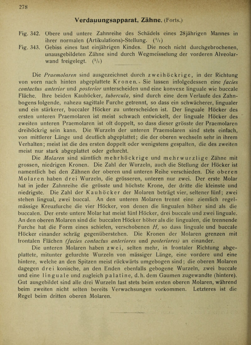 Verdauungsapparat, Zähne. (Forts.) Fig. 342. Obere und untere Zahnreihe des Schädels eines 28jährigen Mannes in ihrer normalen (Artikulations)-Stellung. (Vi) Fig. 343. Gebiss eines fast einjährigen Kindes. Die noch nicht durchgebrochenen, unausgebildeten Zähne sind durch Wegmeisselung der vorderen Alveolar- wand freigelegt. (x/i) Die Praemolaren sind ausgezeichnet durch zweihöckrige, in der Richtung von vorn nach hinten abgeplattete Kronen.. Sie lassen infolgedessen eine facies contactus anterior und posterior unterscheiden und eine konvexe linguale wie buccale Fläche. Ihre beiden Kauhöcker, tubercula, sind durch eine dem Verlaufe des Zahn- bogens folgende, nahezu sagittale Furche getrennt, so dass ein schwächerer, lingualer und ein stärkerer, buccaler Höcker zu unterscheiden ist. Der linguale Höcker des ersten unteren Praemolaren ist meist schwach entwickelt, der linguale Höcker des zweiten unteren Praemolaren ist oft doppelt, so dass dieser grösste der Praemolaren dreihöckrig sein kann. Die Wurzeln der unteren Praemolaren sind stets einfach, von mittlerer Länge und deutlich abgeplattet; die der oberen wechseln sehr in ihrem Verhalten; meist ist die des ersten doppelt oder wenigstens gespalten, die des zweiten meist nur stark abgeplattet oder gefurcht. Die Molaren sind sämtlich mehrhöckrige und mehrwurzlige Zähne mit grossen, niedrigen Kronen. Die Zahl der Wurzeln, auch die Stellung der Höcker ist namentlich bei den Zähnen der oberen und unteren Reihe verschieden. Die oberen Molaren haben drei Wurzeln, die grösseren, unteren nur zwei. Der erste Molar hat in jeder Zahnreihe die grösste und höchste Krone, der dritte die kleinste und niedrigste. Die Zahl der Kauhöcker der Molaren beträgt vier, seltener fünf; zwei stehen lingual, zwei buccal. An den unteren Molaren trennt eine ziemlich regel- mässige Kreuzfurche die vier Höcker, von denen die lingualen höher sind als die buccalen. Der erste untere Molar hat meist fünf Höcker, drei buccale und zwei linguale. An den oberen Molaren sind die buccalen Höcker höher als die lingualen, die trennende Furche hat die Form eines schiefen, verschobenen H, so dass linguale und buccale Höcker einander schräg gegenüberstehen. Die Kronen der Molaren grenzen mit frontalen Flächen (facies contactus anteriores und posteriores) an einander. Die unteren Molaren haben zwei, selten mehr, in frontaler Richtung abge- plattete, mitunter gefurchte Wurzeln von mässiger Länge, eine vordere und eine hintere, welche an den Spitzen meist rückwärts umgebogen sind; die oberen Molaren dagegen drei konische, an den Enden ebenfalls gebogene Wurzeln, zwei buccale und eine linguale und zugleich p a 1 a t i n e, d. h. dem Gaumen zugewandte (hintere). Gut ausgebildet sind alle drei Wurzeln fast stets beim ersten oberen Molaren, während beim zweiten nicht selten bereits Verwachsungen Vorkommen. Letzteres ist die Regel beim dritten oberen Molaren.