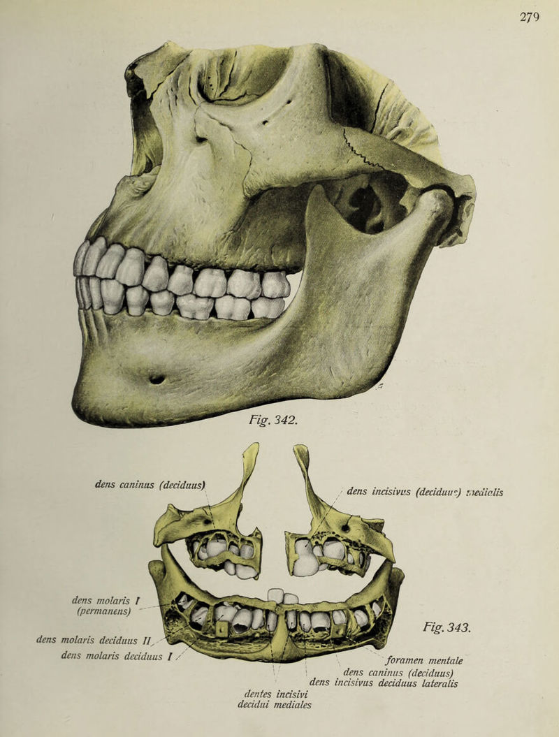 dens caninus (deciduus dens incisivus (deciduus) t.iedialis dens molaris l (permanens)  dens molaris deciduus // dens molaris deciduus 1 / Fig. 343. foramen mentale dens caninus (deciduus) dens incisivus deciduus lateralis de nt es incisivi decidui mediales