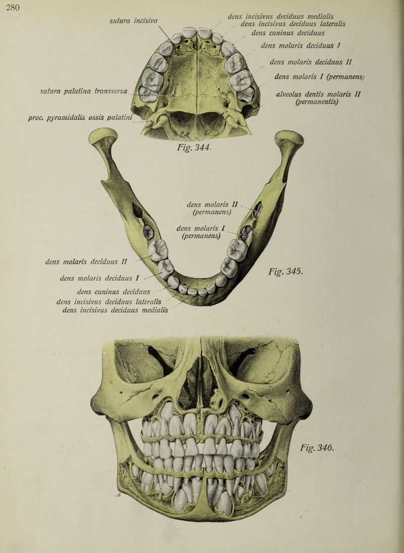 dens molaris II (permanens) dens molaris / (permanens) sutura incisiva sutura palatina transversa proc. pyramidalis ossis palatini dens incisivus deciduus medialis dens incisivus deciduus lateralis dens caninus deciduus dens molaris deciduus / dens molaris deciduus II dens molaris I (permanensj alveolus dentis molaris II (permanentis) dens molaris deciduus II dens molaris deciduus I dens caninus deciduus dens incisivus deciduus lateralis dens incisivus deciduus medialis