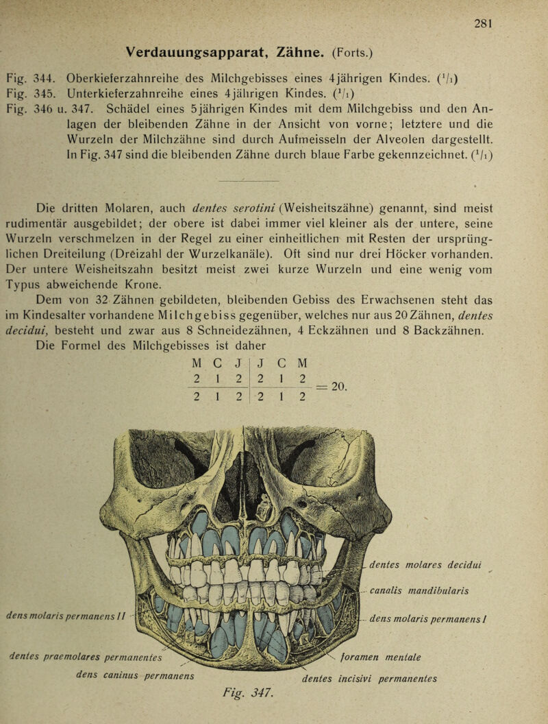 Verdauungsapparat, Zähne. (Forts.) Fig. 344. Oberkieferzahnreihe des Milchgebisses eines 4jährigen Kindes. (Vi) Fig. 345. Unterkieferzahnreihe eines 4jährigen Kindes. (Vi) Fig. 346 u. 347. Schädel eines 5jährigen Kindes mit dem Milchgebiss und den An- lagen der bleibenden Zähne in der Ansicht von vorne; letztere und die Wurzeln der Milchzähne sind durch Aufmeisseln der Alveolen dargestellt. In Fig. 347 sind die bleibenden Zähne durch blaue Farbe gekennzeichnet. (Vi) Die dritten Molaren, auch dentes serotini (Weisheitszähne) genannt, sind meist rudimentär ausgebildet; der obere ist dabei immer viel kleiner als der untere, seine Wurzeln verschmelzen in der Regel zu einer einheitlichen mit Resten der ursprüng- lichen Dreiteilung (Dreizahl der Wurzelkanäle). Oft sind nur drei Höcker vorhanden. Der untere Weisheitszahn besitzt meist zwei kurze Wurzeln und eine wenig vom Typus abweichende Krone. Dem von 32 Zähnen gebildeten, bleibenden Gebiss des Erwachsenen steht das im Kindesalter vorhandene Milchgebiss gegenüber, welches nur aus 20Zähnen, dentes decidui, besteht und zwar aus 8 Schneidezähnen, 4 Eckzähnen und 8 Backzähnen. Die Formel des Milchgebisses ist daher M C J J C M 2 1 2 2 1 2 2 1 2 | 2 1 2 dentes molares decidui canalis mandibularis dens molaris permanens 1 foramen mentale dentes incisivi permanentes dentes praemolares permanentes dens caninus permanens dens molaris permanens II