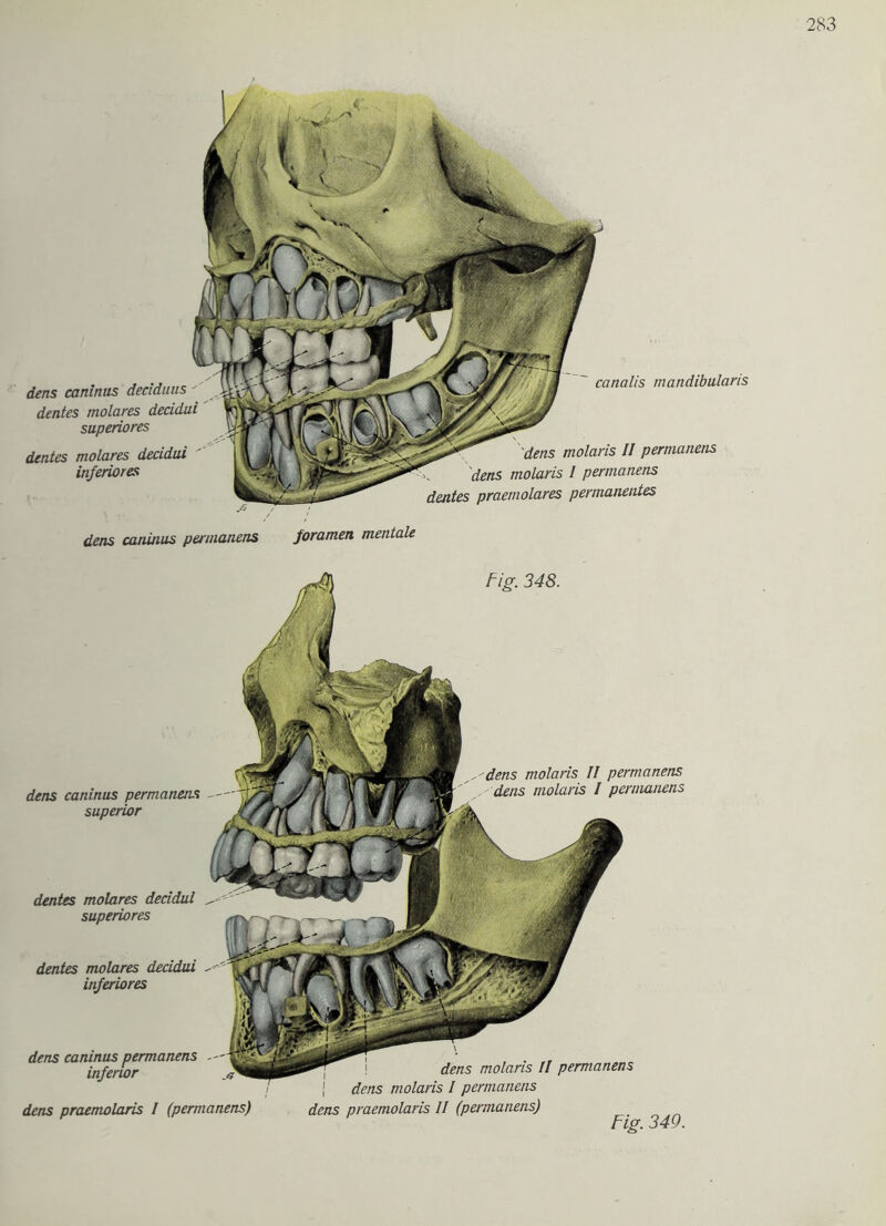 dens caninus deciduus - dentes molares decidai superiores dentes molares decidai inferiores dens caninus permanens canalis mandibularis foramen mentale dens molaris II permanens dens molaris I permanens dentes praemolares permanentes Fig. 348. dens caninus permanens superior ,'dens molaris II permanens dens molaris I permanens dentes molares decidai superiores dentes molares decidai inferiores dens caninus permanens inferior dens praemolaris I (permanens) dens molaris II permanens | dens molaris I permanens dens praemolaris II (permanens) Fig. 349.