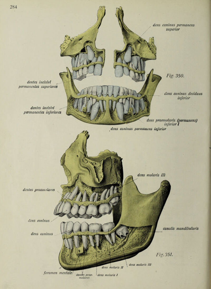 dens caninus permanens superior dens molaris Ili Fig. 350. dens caninus deciduus inferior dens praemolaris (permanens) inferior < dens caninus permanens inferior dentes praemolares canalis mandibularis Fig. 351. dentes incisivi ^ permanentes superiores dentes incisivi ... permanentes inferiores dens caninus dens caninus foramen mentale molares dens molaris Hl dens molaris /