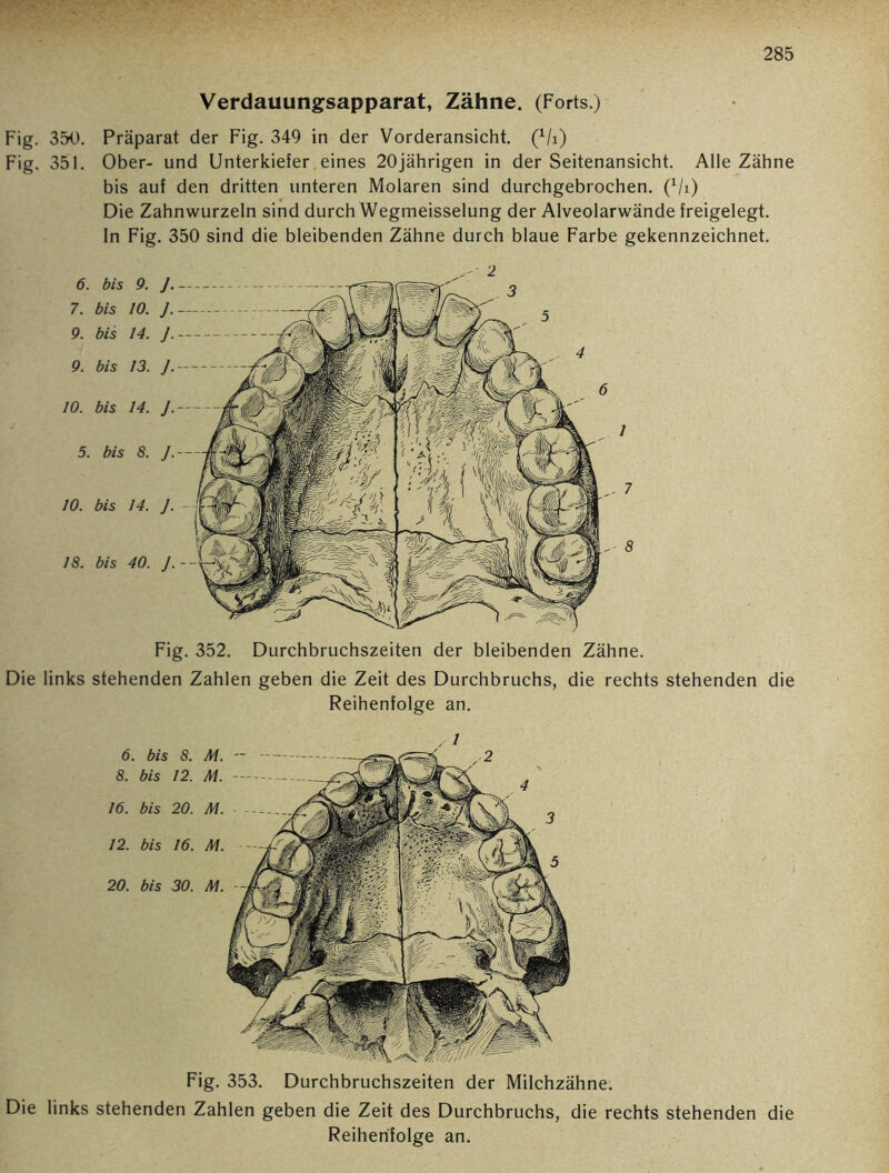 Fig. 353. Durchbruchszeiten der Milchzähne. Die links stehenden Zahlen geben die Zeit des Durchbruchs, die rechts stehenden die Reihenfolge an. Verdauungsapparat, Zähne. (Forts.) Fig. 350. Präparat der Fig. 349 in der Vorderansicht. (Vi) Fig. 351. Ober- und Unterkiefer eines 20jährigen in der Seitenansicht. Alle Zähne bis auf den dritten unteren Molaren sind durchgebrochen. (1/i) Die Zahnwurzeln sind durch Wegmeisselung der Alveolarwände freigelegt. In Fig. 350 sind die bleibenden Zähne durch blaue Farbe gekennzeichnet. Fig. 352. Durchbruchszeiten der bleibenden Zähne. Die links stehenden Zahlen geben die Zeit des Durchbruchs, die rechts stehenden die Reihenfolge an.