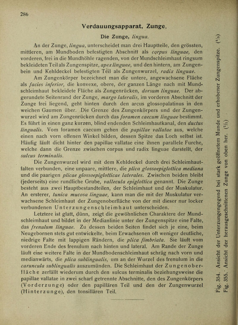 Verdauungsapparat, Zunge. Die Zunge, lingua. An der Zunge, lingua, unterscheidet man drei Hauptteile, den grössten, mittleren, am Mundboden befestigten Abschnitt als cQrpus linguae, den vorderen, frei in die Mundhöhle ragenden, von der Mundschleimhaut ringsum bekleideten Teil als Zungenspitze, apexlinguae, und den hintern, am Zungen- bein und Kehldeckel befestigten Teil als Zungenwurzel, radix linguae. Am Zungenkörper bezeichnet man die untere, angewachsene Fläche als facies inferior, die konvexe, obere, der ganzen Länge nach mit Mund- schleimhaut bekleidete Fläche als Zungenrücken, dorsum linguae. Der ab- gerundete Seitenrand der Zunge, margo lateralis, im vorderen Abschnitt der Zunge frei liegend, geht hinten durch den arcus glossopalatinus in den weichen Gaumen über. Die Grenze des Zungenkörpers und der Zungen- wurzel wird am Zungenrücken durch das foramen caecum linguae bestimmt. Es führt in einen ganz kurzen, blind endenden Schleimhautkanal, den ductus lingualis. Vom foramen caecum gehen die papillae vallatae aus, welche einen nach vorn offenen Winkel bilden, dessen Spitze das Loch selbst ist. Häufig läuft dicht hinter den papillae vallatae eine ihnen parallele Furche, welche dann die Grenze zwischen corpus und radix linguae darstellt, der sulcus terminalis. Die Zungenwurzel wird mit dem Kehldeckel durch drei Schleimhaut- falten verbunden, eine unpaare, mittlere, die plica glossoepiglottica mediana und die paarigen plicae glossoepiglotticae laterales. Zwischen beiden bleibt (jederseits) eine rundliche Grube, vallecula epiglottica genannt. Die Zunge besteht aus zwei Hauptbestandteilen, der Schleimhaut und der Muskulatur. An ersterer, tunica mucosa linguae, kann man die mit der Muskulatur ver- wachsene Schleimhaut der Zungenoberfläche von der mit dieser nur locker verbundenen Unterzungenschleimhaut unterscheiden. Letztere ist glatt, dünn, zeigt die gewöhnlichen Charaktere der Mund- schleimhaut und bildet in der Medianlinie unter der Zungenspitze eine Falte, das frenulum linguae. Zu dessen beiden Seiten findet sich je eine, beim Neugebornen stets gut entwickelte, beim Erwachsenen oft weniger deutliche, niedrige Falte mit lappigen Rändern, die plica fimbriata. Sie läuft vom vorderen Ende des frenulum nach hinten und lateral. Am Rande der Zunge läuft eine weitere Falte in der Mundbodenschleimhaut schräg nach vorn und medianwärts, die plica sublingualis, um an der Wurzel des frenulum in die caruncula sublingualis auszumünden. Die Schleimhaut der Zungenober- fläche zerfällt wiederum durch den sulcus terminalis beziehungsweise die papillae vallatae in zwei scharf getrennte Abschnitte, den des Zungenkörpers (Vorderzunge) oder den papillären Teil und den der Zungenwurzel (Hinterzu nge), den tonsillären Teil. Fig. 354. Ansicht der Unterzungengegend bei stark geöffnetem Munde und erhobener Zungenspitze. (4/s) Fig. 355.' Ansicht der herausgeschnittenen Zunge von oben her. (x/i)