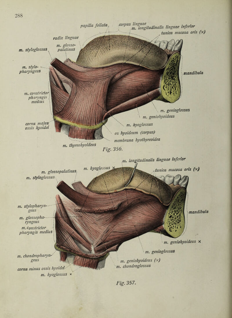 papilla foliata, radix linguae m. styloglossus m. stylo- pharyngeas pharyngis medius cornu majusr ossis hyoidei corpus linguae . . m. longitudinalis linguae inferior mandlbula I I I m. genioglossus \ m. geniohyoideus m. hyoglossus os hyoideum (corpus) membrana hyothyreoidea m. thyreohyoideus Fig. 356. m. glossopalatinuS; m. styloglossus linguae inferior „ tunica mucosa oris (x) m. stylopharyn-- geus m. glossopha ryngeus m. constrictor pharyngis medius m. chondropharyn-- geus cornu. minus ossis hyoidei mandibula ' m. geniohyoideus x m. genioglossus m. geniohyoideus (x) m. chondroglossus m. hyoglossus *