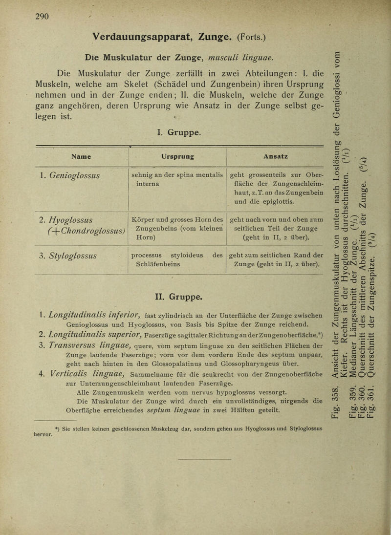 Verdauungsapparat, Zunge. (Forts.) Die Muskulatur der Zunge, musculi linguae. Die Muskulatur der Zunge zerfällt in zwei Abteilungen: 1. die Muskeln, welche am Skelet (Schädel und Zungenbein) ihren Ursprung nehmen und in der Zunge enden; II. die Muskeln, welche der Zunge ganz angehören, deren Ursprung wie Ansatz in der Zunge selbst ge- legen ist. I. Gruppe. Name Ursprung Ansatz 1. Genioglossus sehnig an der spina mentalis interna geht grossenteils zur Ober- fläche der Zungenschleim- haut, z.T. an das Zungenbein und die epiglottis. 2. Hyoglossus (+ Chondroglossus) Körper und grosses Horn des Zungenbeins (vom kleinen Horn) geht nach vorn und oben zum seitlichen Teil der Zunge (geht in II, 2 über). 3. Styloglossus processus styloideus des Schläfenbeins geht zum seitlichen Rand der Zunge (geht in II, 2 über). II. Gruppe. 1. Longitlldinalis inferior, fast zylindrisch an der Unterfläche der Zunge zwischen Genioglossus und Hyoglossus, von Basis bis Spitze der Zunge reichend. 2. Longitlldinalis Sliperior, Faserzüge sagittaler Richtung an derZuugenoberfläche.*) 3. TranSVerSUS linguae, quere, vom septum linguae zu den seitlichen Flächen der Zunge laufende Faserzüge; vorn vor dem vordem Ende des septum unpaar, geht nach hinten in den Glossopalatinus und Glossopharyngeus über. 4. Verticalis linguae, Sammelname für die senkrecht von der Zungenoberfläche zur Unterzungenschleimhaut laufenden Faserzüge. Alle Zungenmuskeln werden vom nervus hypoglossus versorgt. Die Muskulatur der Zunge wird durch ein unvollständiges, nirgends die Oberfläche erreichendes septum linguae in zwei Hälften geteilt. *) Sie stellen keinen geschlossenen Muskelzug dar, sondern gehen aus Hyoglossus und Styloglossus hervor. Fig. 358. Ansicht der Zungenmuskulatur von unten nach Loslösung der Genioglossi vom Kiefer. Rechts ist der Hyoglossus durchschnitten. (l/i) Fig. 359. Medianer Längsschnitt der Zunge. (Vi) Fig. 360. Querschnitt des mittleren Abschnitts der Zunge. (6A) Fig. 361. Querschnitt der Zungenspitze. (5A)