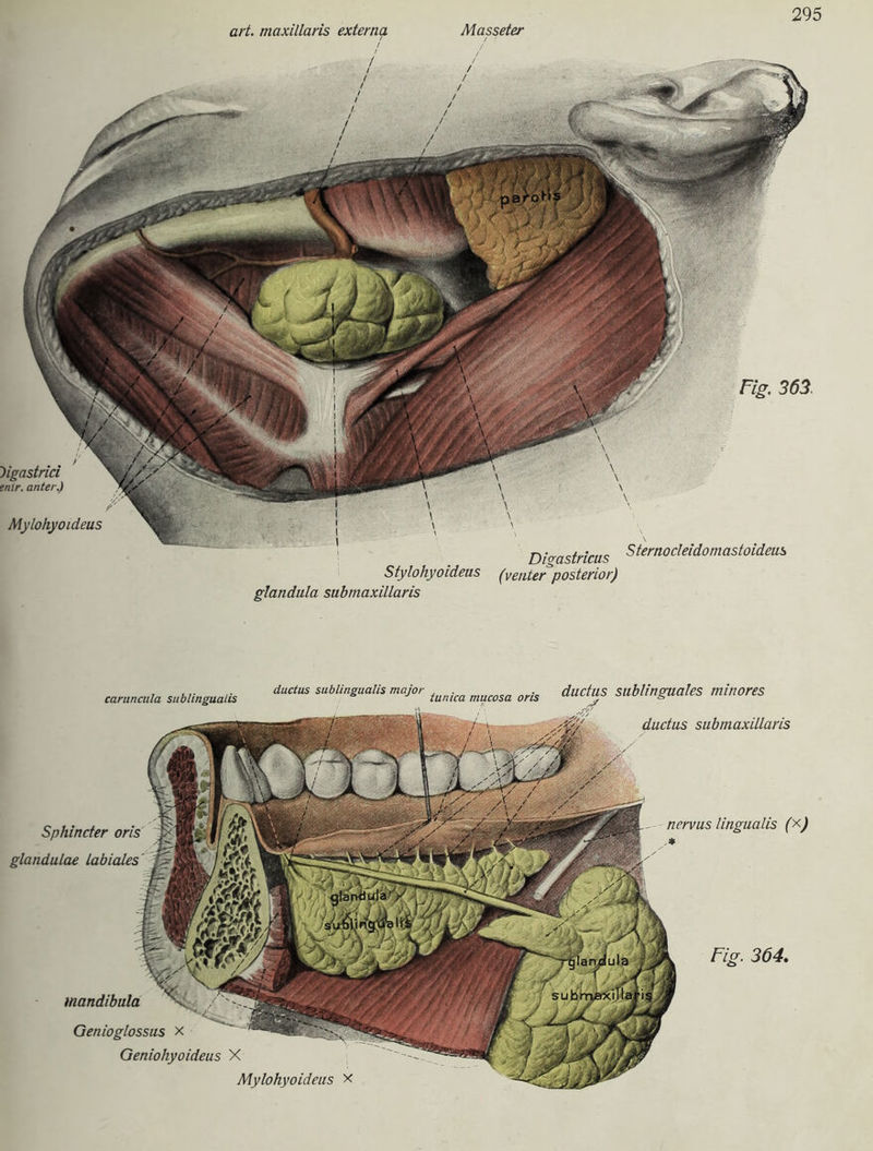 art. maxillaris externa Masseter ~)igastrici enlr. unter.) Mylohyoideus Fig 363 Digastricus Stylohyoideus (venter posterior) glandula submaxillaris Sternocleidomastoideus ductus sublinguales minores ductus submaxillaris Sphincter oris glandulae Labiales nervus lingualis (x) * Mandibula Genioglossus x Geniohyoideus X Mylohyoideus x caruncula sublingualis ductus sublingualis major , tumca mucosa oris