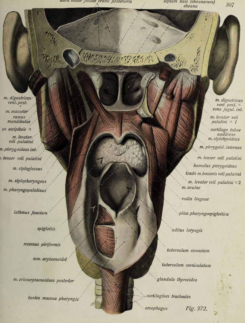 uuru uLULtr jussaecranu posterioris sepuim nasi (choanarum) choana epiglottis recessus piriformis / / mm. arytaenoidei m. cricoarytaenoideus posterior turiica mucosa pharyngis m. digastricus \ vent. post, x vetia jugul. int. m. levator veti palatini x 1 cartilago tubae auditivae m. stylohyoideus m. pterygoid. internus m. tensor veti palatini hamulus pterygoideus tendo m.tensoris veti palatini m. levator veli palatini x 2 m.uvulae ' radix linguae plica pharyngoepiglottica aditus laryngis isthmus faucium tuberculum cuneatum tuberculum eorniculatum glandula thyreoidea -> cartilagines tracheales m. digastricus/ vent. post: X rn. masseter ramus / mandibulae , / os occipitale x m. levator/ veli palatini n. pteryg oideus int. ; i. tensor veli palatini / / m. styloglossus / / / m. stylopharyngeus / m. pharyngopalatinus