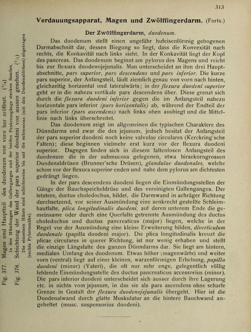 (rechts Pylorusnähe). 313 Verdauungsapparat, Magen und Zwölffingerdarm. (Forts.) Der Zwölffingerdarm, duodenum. Das duodenum stellt einen ungefähr hufeisenförmig gebogenen Darmabschnitt dar, dessen Biegung so liegt, dass die Konvexität nach rechts, die Konkavität nach links sieht. In der Konkavität liegt der Kopf des pancreas. Das duodenum beginnt am pylorus des Magens und reicht bis zur flexura duodenojejunalis. Man unterscheidet an ihm drei Haupt- abschnitte, pars superior, pars descendens und pars inferior. Die kurze pars superior, der Anfangsteil, läuft ziemlich genau von vorn nach hinten, gleichzeitig horizontal und lateralwärts; in der flexura duodeni superior geht er in die nahezu vertikale pars descendens über. Diese grenzt sich durch die flexura duodeni inferior gegen die im Anfangsteil nahezu horizontale pars inferior (pars horizontalis) ab, während der Endteil der pars inferior (pars ascendens) nach links oben ausbiegt und die Mittel- Regel vor der Ausmündung eine kleine Erweiterung bilden, diverticulum duodenale (papilla duodeni major). Die plica longitudinalis kreuzt die plicae circulares in querer Richtung, ist nur wenig erhaben und stellt die einzige Längsfalte des ganzen Dünndarms dar. Sie liegt am hintern, medialen Umfang des duodenum. Etwas höher (magenwärts) und weiter vorn (ventral) liegt auf einer kleinen, warzenförmigen Erhebung, papilla duodeni (minor) (Vateri), die oft nur sehr enge, gelegentlich völlig fehlende Einmündungsstelle des ductus pancreaticus accessorius (minor). Die pars inferior duodeni unterscheidet sich ausser durch ihre Lagerung etc. in nichts vom jejunum, in das sie als pars ascendens ohne scharfe Grenze in Gestalt der flexura duodenojejunalis übergeht. Hier ist die Duodenalwand durch glatte Muskulatur an die hintere Bauchwand an- geheftet (musc. suspensorius duodeni).