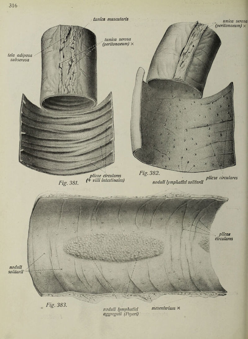 1 Lg. noduli lymphattci solitaril plicie circulares tunica muscularis unica serosa (peritonaeum) x tela adiposa sub serosa tunica serosa (peritonaeum) X Fig. 381. plicae circulares (+ villi intestinales) noduli solitaril plicae circulares Fig. 383. noduli lymphatici mesenterium x aggregati (Peyeri)