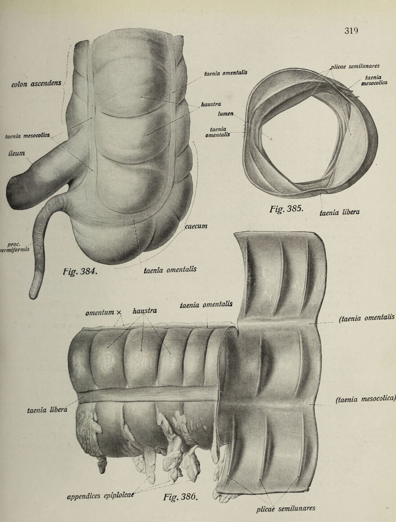 plicae semilunares ^ _ taenia mesocolica taenia omentalis colon ascendens haustra lumen taenia omentalis taenia mesocolica taenia libera caecum proc. .. lermiformis taenia omentalis taenia omentalis haustra omentum x omentalis (taenia mesocolica) taenia libera appendices epiploicatr Fig. 386, [ . 4 v 'St ** plicae semilunares