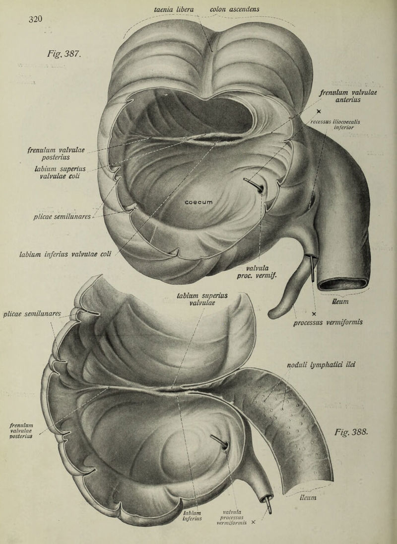 taenia libera colon ascendens labium superius valvulae processus noduli valvula processus vermiformis X Inbium inferius frenulum valvulae anterias x recessus iliocoecalis inferior plicae semilunares i labium inferius valvulae coli Fig. 387. frenulum valvulae posterius labium superius valvulae coli plicae semilunares frenulum valvulae posterius