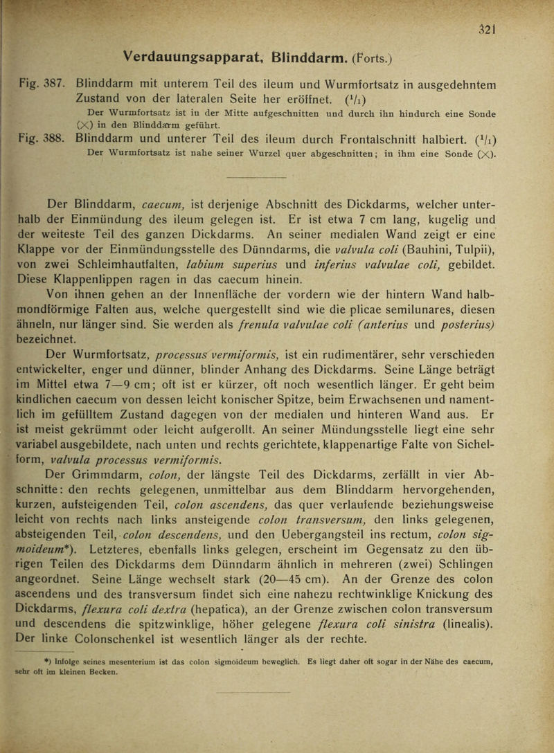 Verdauungsapparat, Blinddarm. (Forts.) Fig. 387. Blinddarm mit unterem Teil des ileum und Wurmfortsatz in ausgedehntem Zustand von der lateralen Seite her eröffnet. (Vi) Der Wurmfortsatz ist iu der Mitte aufgeschnitten und durch ihn hindurch eine Sonde (X) in den BlinddaYm geführt. Fig. 388. Blinddarm und unterer Teil des ileum durch Frontalschnitt halbiert. (1/i) Der Wurmfortsatz ist nahe seiner Wurzel quer abgeschnitten; iu ihm eine Sonde (X)- Der Blinddarm, caecum, ist derjenige Abschnitt des Dickdarms, welcher unter- halb der Einmündung des ileum gelegen ist. Er ist etwa 7 cm lang, kugelig und der weiteste Teil des ganzen Dickdarms. An seiner medialen Wand zeigt er eine Klappe vor der Einmündungsstelle des Dünndarms, die valvula coli (Bauhini, Tulpii), von zwei Schleimhautfalten, labium superius und inferius valvulae coli, gebildet. Diese Klappenlippen ragen in das caecum hinein. Von ihnen gehen an der Innenfläche der vordem wie der hintern Wand halb- mondförmige Falten aus, welche quergestellt sind wie die plicae semilunares, diesen ähneln, nur länger sind. Sie werden als frenula valvulae coli (anterius und posterius) bezeichnet. Der Wurmfortsatz, processus vermiformis, ist ein rudimentärer, sehr verschieden entwickelter, enger und dünner, blinder Anhang des Dickdarms. Seine Länge beträgt im Mittel etwa 7—9 cm; oft ist er kürzer, oft noch wesentlich länger. Er geht beim kindlichen caecum von dessen leicht konischer Spitze, beim Erwachsenen und nament- lich im gefülltem Zustand dagegen von der medialen und hinteren Wand aus. Er ist meist gekrümmt oder leicht aufgerollt. An seiner Mündungsstelle liegt eine sehr variabel ausgebildete, nach unten und rechts gerichtete, klappenartige Falte von Sichel- form, valvula processus vermiformis. Der Grimmdarm, colon, der längste Teil des Dickdarms, zerfällt in vier Ab- schnitte: den rechts gelegenen, unmittelbar aus dem Blinddarm hervorgehenden, kurzen, aufsteigenden Teil, colon ascendens, das quer verlaufende beziehungsweise leicht von rechts nach links ansteigende colon transversum, den links gelegenen, absteigenden Teil, colon descendens, und den Uebergangsteil ins rectum, colon sig- moideum*). Letzteres, ebenfalls links gelegen, erscheint im Gegensatz zu den üb- rigen Teilen des Dickdarms dem Dünndarm ähnlich in mehreren (zwei) Schlingen angeordnet. Seine Länge wechselt stark (20—45 cm). An der Grenze des colon ascendens und des transversum findet sich eine nahezu rechtwinklige Knickung des Dickdarms, flexura coli dextra (hepatica), an der Grenze zwischen colon transversum und descendens die spitzwinklige, höher gelegene flexura coli sinistra (linealis). Der linke Colonschenkel ist wesentlich länger als der rechte. *) Infolge seines mesenterium ist das colon sigmoideum beweglich. Es liegt daher oft sogar in der Nähe des caecum, sehr oft im kleinen Becken.