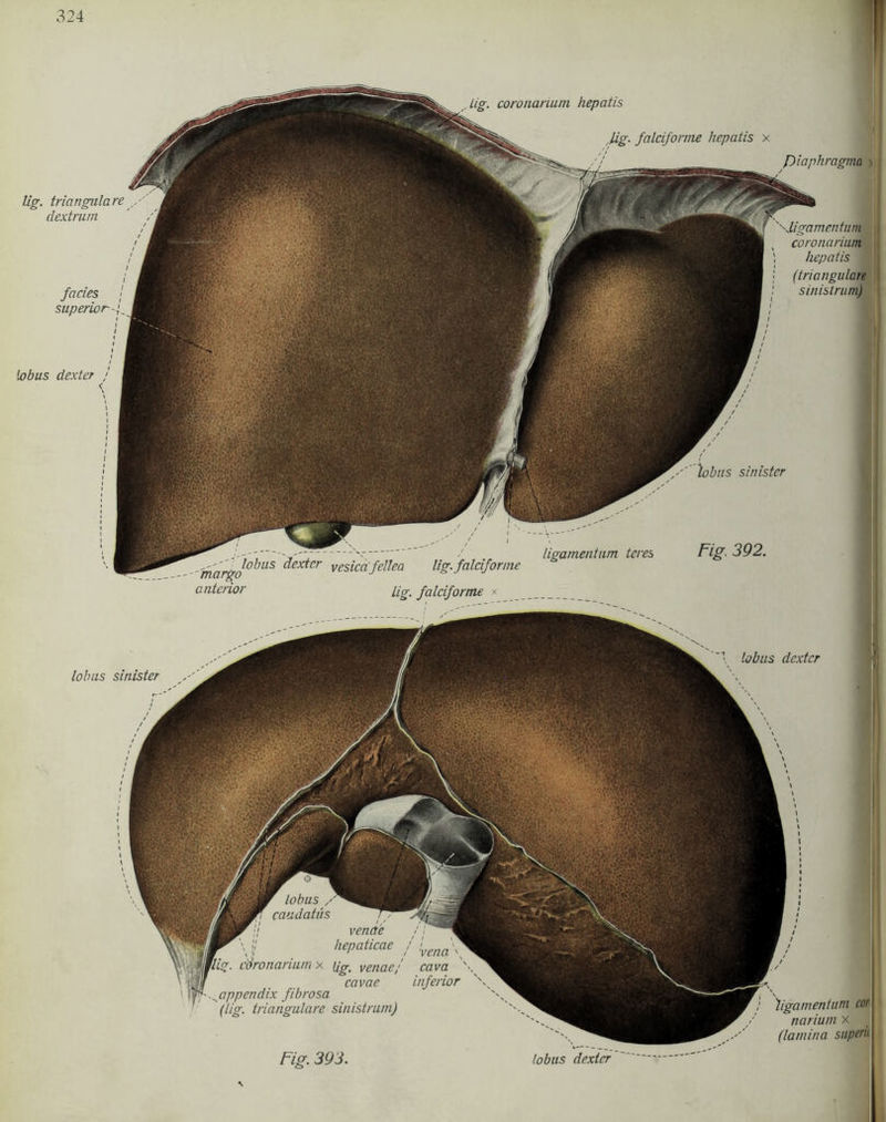 margo anterior lobus dexter vesicafeilen lig. falciforme ' lobus sinister ligamentum teres Fig. 392. Lig. falciforme Ug. coronarium hepatis Hg- falciforme hepatis x lig. trianguläre dextrurn I facies 1 superior lobus dexter j coronarium. hepatis ■ (trianguläre smistrum) lobus , --j .jwi caudatiis venct'e i hepaticae / !vena\^ füg. edronariumx Ug_ venae/ cava cavae inferior appendix fibrosa (lig. trianguläre sinistrum) lobus sinister lobus dexter ligamentum cor narium x J (latnina superb. lobus dexter Fig. 393.
