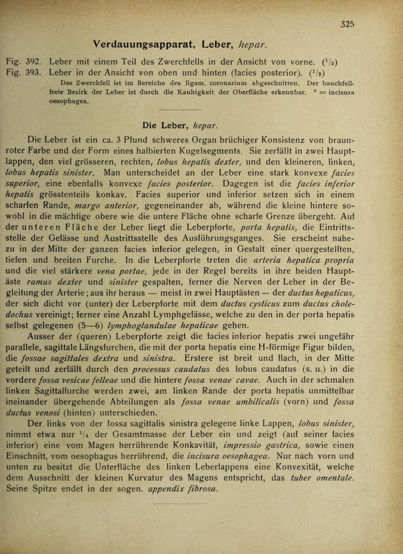 Verdauungsapparat, Leber, hepar. Fig. 392. Leber mit einem Teil des Zwerchfells in der Ansicht von vorne. (Vs) Fig. 393. Leber in der Ansicht von oben und hinten (facies posterior). (x/2) Das Zwerchfell ist im Bereiche des ligam. coronarium abgeschnitteu. Der bauchfell- freie Bezirk der Leber ist durch die Rauhigkeit der Oberfläche erkennbar. * = incisura oesophagea. Die Leber, hepar. Die Leber ist ein ca. 3 Pfund schweres Organ brüchiger Konsistenz von braun- roter Farbe und der Form eines halbierten Kugelsegments. Sie zerfällt in zwei Haupt- lappen, den viel grösseren, rechten, lobus hepatis dexter, und den kleineren, linken, lobus hepatis sinister. Man unterscheidet an der Leber eine stark konvexe facies superior, eine ebenfalls konvexe facies posterior. Dagegen ist die facies inferior hepatis grösstenteils konkav. Facies superior und inferior setzen sich in einem scharfen Rande, margo anterior, gegeneinander ab, während die kleine hintere so- wohl in die mächtige obere wie die untere Fläche ohne scharfe Grenze übergeht. Auf der unteren Fläche der Leber liegt die Leberpforte, porta hepatis, die Eintritts- stelle der Gefässe und Austrittsstelle des Ausführungsganges. Sie erscheint nahe- zu in der Mitte der ganzen facies inferior gelegen, in Gestalt einer quergestellten, tiefen und breiten Furche. In die Leberpforte treten die arteria hepatica propria und die viel stärkere vena portae, jede in der Regel bereits in ihre beiden Haupt- äste ramus dexter und sinister gespalten, ferner die Nerven der Leber in der Be- gleitung der Arterie; aus ihr heraus — meist in zwei Hauptästen — der ductus hepaticus, der sich dicht vor (unter) der Leberpforte mit dem ductus cysticus zum ductus chole- dochus vereinigt; ferner eine Anzahl Lymphgefässe, welche zu den in der porta hepatis selbst gelegenen (5—6) lymphoglandulae hepaticae gehen. Ausser der (queren) Leberpforte zeigt die facies inferior hepatis zwei ungefähr parallele, sagittale Längsfurchen, die mit der porta hepatis eine H-förmige Figur bilden, die fossae sagittales dextra und sinistra. Erstere ist breit und flach, in der Mitte geteilt und zerfällt durch den processus caudatus des lobus caudatus (s. u.) in die vordere fossa vesicae felleae und die hintere fossa venae cavae. Auch in der schmalen linken Sagittalfurche werden zwei, am linken Rande der porta hepatis unmittelbar ineinander übergehende Abteilungen als fossa venae umbilicalis (vorn) und fossa ductus venosi (hinten) unterschieden. Der links von der fossa sagittalis sinistra gelegene linke Lappen, lobus sinister, nimmt etwa nur 1U der Gesamtmasse der Leber ein und zeigt (auf seiner facies inferior) eine vom Magen herrührende Konkavität, impressio gastrica, sowie einen Einschnitt, vom oesophagus herrührend, die incisura oesophagea. Nur nach vorn und unten zu besitzt die Unterfläche des linken Leberlappens eine Konvexität, welche dem Ausschnitt der kleinen Kurvatur des Magens entspricht, das tuber omentale. Seine Spitze endet in der sogen, appendix fibrosa.