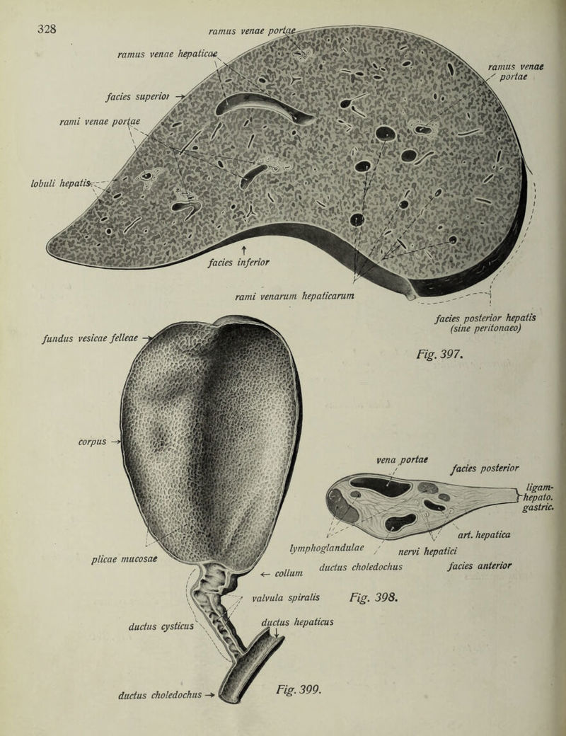 nwH“ hepatu^ 4MI##||k gmPÄM ' . gf&gSEi J&aggppf; eii^ÄfÄ /ac/es inferior 328 venae portae facies porU rann venae lobuli hepatis-- rami venarum hepaticarum fundus vesicae felleae facies posterior hepatis (sine peritonaeo) Fig. 397. corpus vena portae facies posterior ligam- hepato. gastric. plicae mucosae ductus cysticus art. hepatica lymphoglandulae y /tervi hepatici „ ductus choledochus facies anterior collurn valvula spiralis Fig. 398. hepaticus ductus choledochus —*