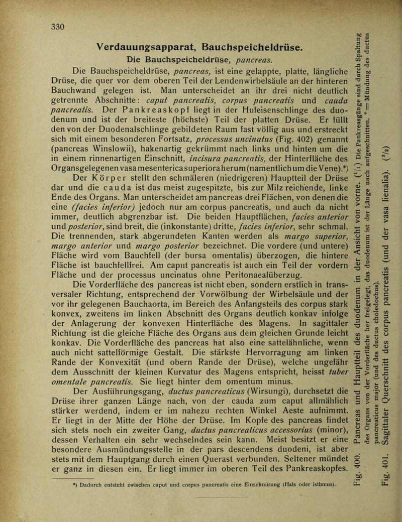 Verdauungsapparat, Bauchspeicheldrüse. Die Bauchspeicheldrüse, pancreas. Die Bauchspeicheldrüse, pancreas, ist eine gelappte, platte, längliche Drüse, die quer vor dem oberen Teil der Lendenwirbelsäule an der hinteren Bauchwand gelegen ist. Man unterscheidet an ihr drei nicht deutlich getrennte Abschnitte: caput pancreatis, corpus pancreatis und cauda pancreatis. Der Pankreaskopf liegt in der Hufeisenschlinge des duo- denum und ist der breiteste (höchste) Teil der platten Drüse. Er füllt den von der Duodenalschlinge gebildeten Raum fast völlig aus und erstreckt sich mit einem besonderen Fortsatz, processus uncinatus (Fig. 402) genannt (pancreas Winslowii), hakenartig gekrümmt nach links und hinten um die in einem rinnenartigen Einschnitt, incisura pancreatis, der Hinterfläche des Organsgelegenen vasamesentericasuperiora herum (namentlich um die Vene).*) Der Körper stellt den schmäleren (niedrigeren) Hauptteil der Drüse dar und die cauda ist das meist zugespitzte, bis zur Milz reichende, linke Ende des Organs. Man unterscheidet am pancreas drei Flächen, von denen die eine (facies inferior) jedoch nur am corpus pancreatis, und auch da nicht immer, deutlich abgrenzbar ist. Die beiden Hauptflächen, facies anterior und posterior, sind breit, die (inkonstante) dritte, facies inferior, sehr schmal. Die trennenden, stark abgerundeten Kanten werden als margo superior, margo anterior und margo posterior bezeichnet. Die vordere (und untere) Fläche wird vom Bauchfell (der bursa omentalis) überzogen, die hintere Fläche ist bauchfellfrei. Am caput pancreatis ist auch ein Teil der vordem Fläche und der processus uncinatus ohne Peritonaealüberzug. Die Vorderfläche des pancreas ist nicht eben, sondern erstlich in trans- versaler Richtung, entsprechend der Vorwölbung der Wirbelsäule und der vor ihr gelegenen Bauchaorta, im Bereich des Anfangsteils des corpus stark konvex, zweitens im linken Abschnitt des Organs deutlich konkav infolge der Anlagerung der konvexen Hinterfläche des Magens. In sagittaler Richtung ist die gleiche Fläche des Organs aus dem gleichen Grunde leicht konkav. Die Vorderfläche des pancreas hat also eine sattelähnliche, wenn auch nicht sattelförmige Gestalt. Die stärkste Hervorragung am linken Rande der Konvexität (und obern Rande der Drüse), welche ungefähr dem Ausschnitt der kleinen Kurvatur des Magens entspricht, heisst tuber omentale pancreatis. Sie liegt hinter dem omentum minus. Der Ausführungsgang, ductus pancreaticus (Wirsungi), durchsetzt die Drüse ihrer ganzen Länge nach, von der cauda zum caput allmählich stärker werdend, indem er im nahezu rechten Winkel Aeste aufnimmt. Er liegt in der Mitte der Höhe der Drüse. Im Kopfe des pancreas findet sich stets noch ein zweiter Gang, ductus pancreaticus accessorius (minor), dessen Verhalten ein sehr wechselndes sein kann. Meist besitzt er eine besondere Ausmündungsstelle in der pars descendens duodeni, ist aber stets mit dem Hauptgang durch einen Querast verbunden. Seltener mündet er ganz in diesen ein. Er liegt immer im oberen Teil des Pankreaskopfes. ') Dadurch entsteht zwischen caput und corpus pancreatis eine Einschnürung (Hals oder istbmus). Fig. 400. Pancreas und Hauptteil des duodenum in der Ansicht von vorne. (x/i) Die Pankreasgänge sind durch Spaltung des Organs von der Vorderfläche her freigelegt, das duodenum ist der Länge nach auf geschnitten. * = Mündung des ductus pancreaticus major (und des ductus choledochus). Fig. 401. Sagittaler Querschnitt des corpus pancreatis (und der vasa lienalia). (fh)