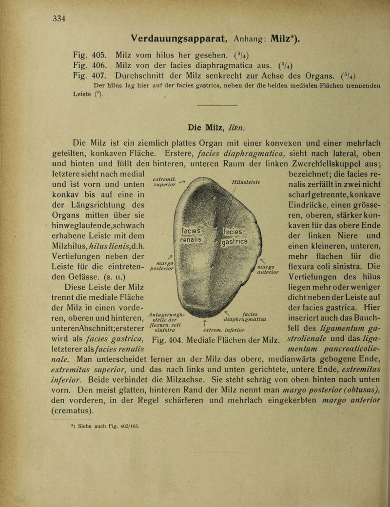 Verdauungsapparat, Anhang: Milz*). Fig. 405. Milz vom hilus her gesehen. (3/4) Fig. 406. Milz von der facies diaphragmatica aus. (3U) Fig. 407. Durchschnitt der Milz senkrecht zur Achse des Organs. (5U) Der hilus lag hier auf der facies gastrica, neben der die beiden medialen Flächen trennenden Leiste (*). Die Milz, lim. Die Milz ist ein ziemlich plattes Organ mit einer konvexen und einer mehrfach geteilten, konkaven Fläche. Erstere, facies diaphragmatica, sieht nach lateral, oben und hinten und füllt den hinteren, unteren Raum der linken Zwerchfellskuppel aus; bezeichnet; die facies re- nalis zerfällt in zwei nicht scharf getrennte, konkave Eindrücke, einen grösse- ren, oberen, stärker kon- kaven für das obere Ende der linken Niere und einen kleineren, unteren, mehr flachen für die flexura coli sinistra. Die Vertiefungen des hilus liegen mehr oder weniger dicht neben der Leiste auf der facies gastrica. Hier inseriert auch das Bauch- fell des ligamentum ga- strolienale und das liga- mentum pancreaticolie- nale. Man unterscheidet ferner an der Milz das obere, medianwärts gebogene Ende, extremitas superior, und das nach links und unten gerichtete, untere Ende, extremitas inferior. Beide verbindet die Milzachse. Sie steht schräg von oben hinten nach unten vorn. Den meist glatten, hinteren Rand der Milz nennt man margo posterior (obtusus), den vorderen, in der Regel schärferen und mehrfach eingekerbten margo anterior (crematus). letztere sieht nach medial und ist vorn und unten konkav bis auf eine in der Längsrichtung des Organs mitten über sie hin weglaufende,schwach erhabene Leiste mit dem Milzhilus, hilus lienis,d.h. Vertiefungen neben der Leiste für die eintreten- den Gefässe. (s. u.) Diese Leiste der Milz trennt die mediale Fläche der Milz in einen vorde- ren, oberen und hinteren, unterenAbschnitt;ersterer wird als facies gastrica, letzterer als facies renalis Hilusleiste / margo posterior Anlagerungs- Stelle der flexura coli sinistra \ facies diaphragmatica extrem, inferior Fig. 404. Mediale Flächen der Milz. *) Siehe auch Fig. 402/403.