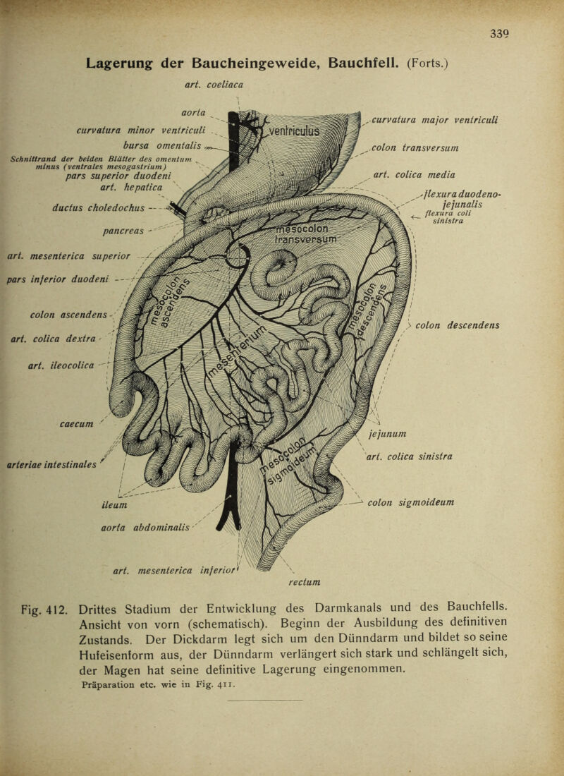 art. coeliaca art. mesenterica inferior art. ileo colica jefunum art. colica sinistra colon sigmoideum pancreas art. mesenterica superior — pars inferior duodeni - colon ascendens art. colica dextra - colon descendens caecum ■' arteriae intestinales ileum aorta abdominalis aorta curvatura minor ventriculi bursa omentalis Schnittrand der beiden Blätter des omentum , minus (ventrales mesogastrium) pars superior duodeni art. hepatica ductus choledochus — curvatura major ventriculi colon transversum art. colica media flexura duodeno- jejunalis flexura coli sinistra rectum Fig. 412. Drittes Stadium der Entwicklung des Darmkanals und des Bauchfells. Ansicht von vorn (schematisch). Beginn der Ausbildung des definitiven Zustands. Der Dickdarm legt sich um den Dünndarm und bildet so seine Hufeisenform aus, der Dünndarm verlängert sich stark und schlängelt sich, der Magen hat seine definitive Lagerung eingenommen. Präparation etc. wie in Fig. 411.