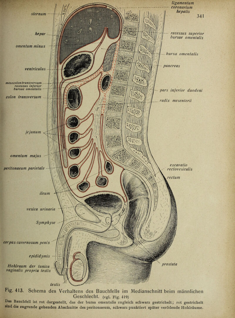 je junum ileum vesica urinaria ligamentam coronarium hepatis 341 hepar __ omentum minus ventriculus recessus superior bursae omentalis bursa omentalis pancreas omentum majus peritonaeum parietale excavatio rectovesicalis rectum Symphyse sternum — corpus cavernosum penis mesocolontransversum — recessus inferior bursae omentalis — colon transversum pars inferior duodeni radix mesenterii epididymis Hohlraum der tunica vaginalis propria testis prostata testis Fig. 413. Schema des Verhaltens des Bauchfells im Medianschnitt beim männlichen Geschlecht. (Vgi. Fig. 419) Das Bauchfell ist rot dargestellt, das der bursa omentalis zugleich schwarz gestrichelt; rot gestrichelt sind die zugrunde gehenden Abschnitte des peritonaeum, schwarz punktiert später verödende Hohlräume.