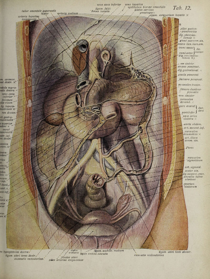 vena cava inferior tuber omentale gapcreatis hepar \ xirterici coeliaca arteria hepatiea v vena hepatiea . / vgstibulum bursae omentalis f biatus aorlicus / / pesophagusy / / / .ligam. coronarium hepatis X Tab. 12. plica gastro- - pancreatica lig. phrenico- R ' lienale X g/and. supraren. sin. ffir,ecess Hen. burs.om. Wranuvenae\ fj rami arten fnalisy' (lig. pancrealico- tienaie X) im coronar. vat. dextr. xT - ren sinister eorpns pancreat. -iig.gastrolienal. X cauda pancreat. Jncisura pancreat. ndnla stipra- mlis dextra venn cava inferior i foramen _ V ~pip oicum  p lig. hepato- :. iuodcnale Xr ren dexter-ri lix terii X eso- im x hypogastrica dextra/ ligam uteri teres dextr./ excavatio rectouterina. / / /r\ - /- • 1 , .. .. , / / / veyfen . Warn, umbilic. medium *' / urenarca iigam umbilic. lateralia / ffmdus uteri plica arteriae epigastricae ligam. uteri teres glnistr. exca vatio vesicouterina