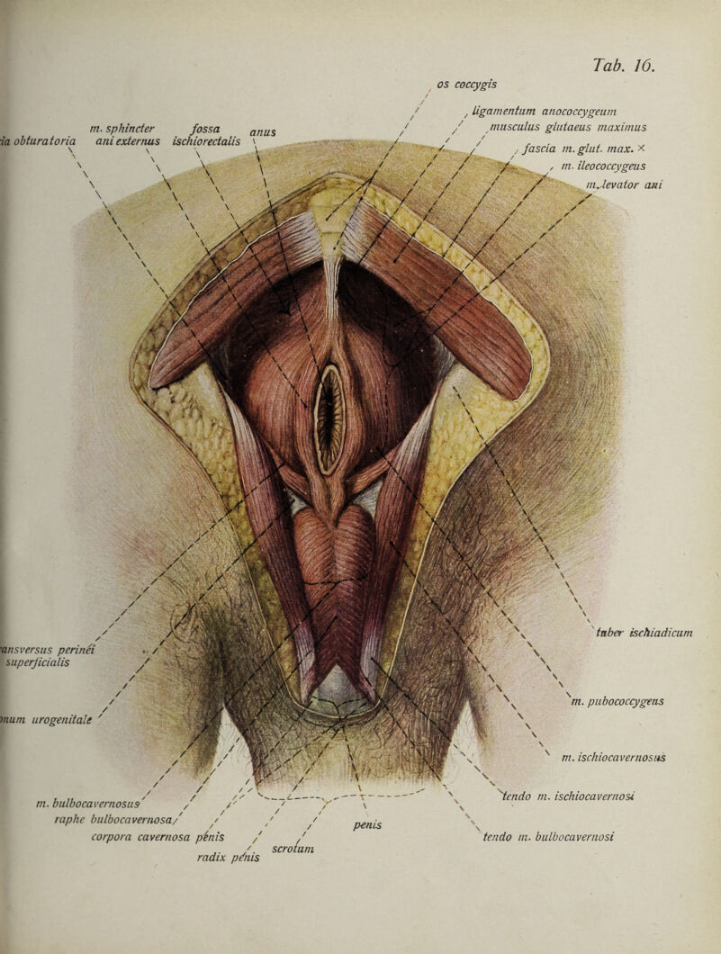 os coccygis rn. sphincter Jossa atms •ia obturatoria aniexternus ischiorectalis \ ' \ \ V- , taber ischiadicum m. pubococcygeas x m. ischiocavernosas \ lendo m. ischiocavernosi \ tendo in. bulbocavernosi , Ligamentum anococcygeum musculus glutaeus maximus fascia m. glut. max. x , rn. ileococcygeus mdevator am ■ans versus perinei .. / / / mum urogenitale ' m. bulbocavernosus' / raphe bulbocavernosa/ / corpora cavernosa penis -—c— _ T \ penis radix p/nis scrotum