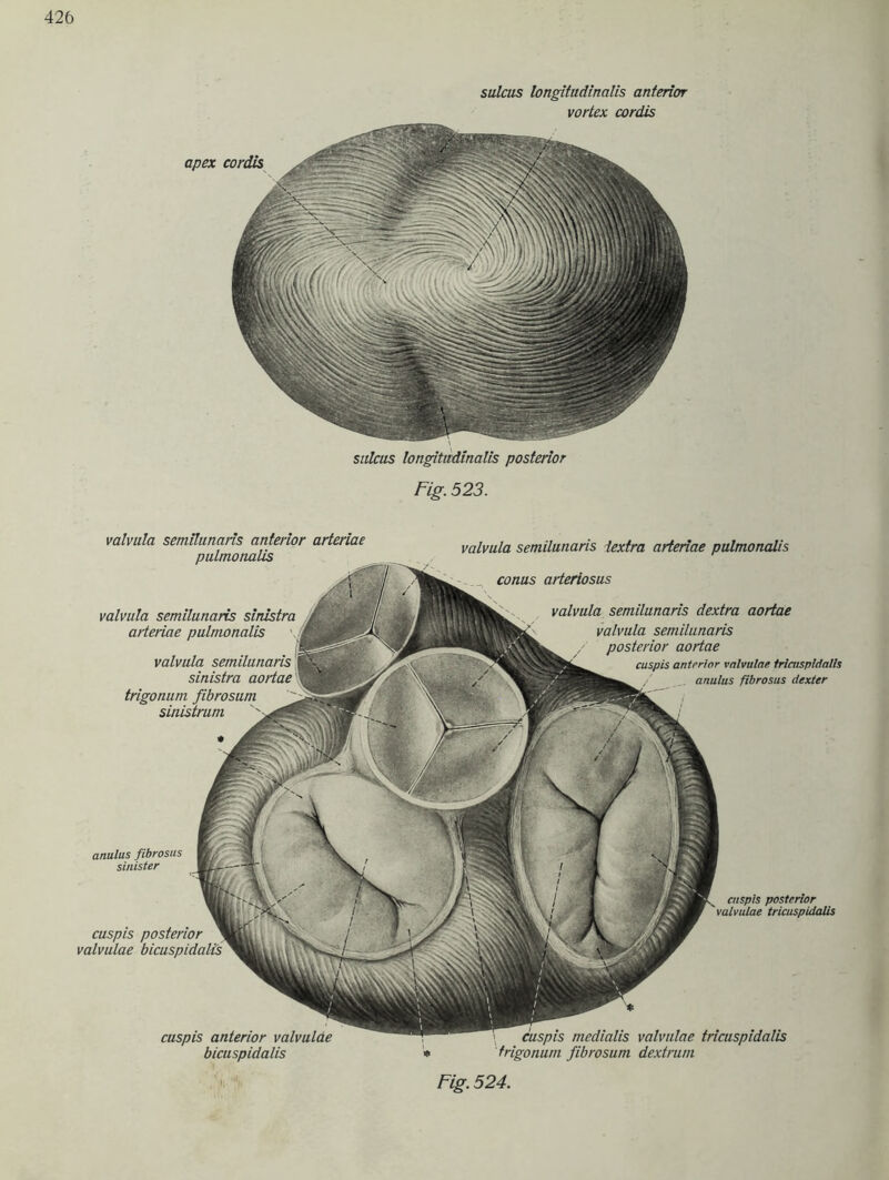 sulcus longitudinalis anterior vortex cordis sulcus longitudinalis posterior Fig. 523. anulus fibrosus sinister cuspis posterior valvulae bicuspidalis cuspis anterior valvulae bicuspidalis medialis valvulae tricuspidalis fibrosum dextrum valvula semilttnaris anterior arteriae pulmonalis valvula semilunaris iextra arteriae pulmonalis cuspis posterior valvulae tricuspidalis valvula semilunaris sirdstra arteriae pulmonalis valvula semilunaris sinistra aortae trigonum fibrosum sinistrum conus arteriosus valvula semilunaris dextra aortae valvula semilunaris posterior aortae cuspis anterior valvulae tricuspidalis anulus fibrosus dexter Fig. 524.