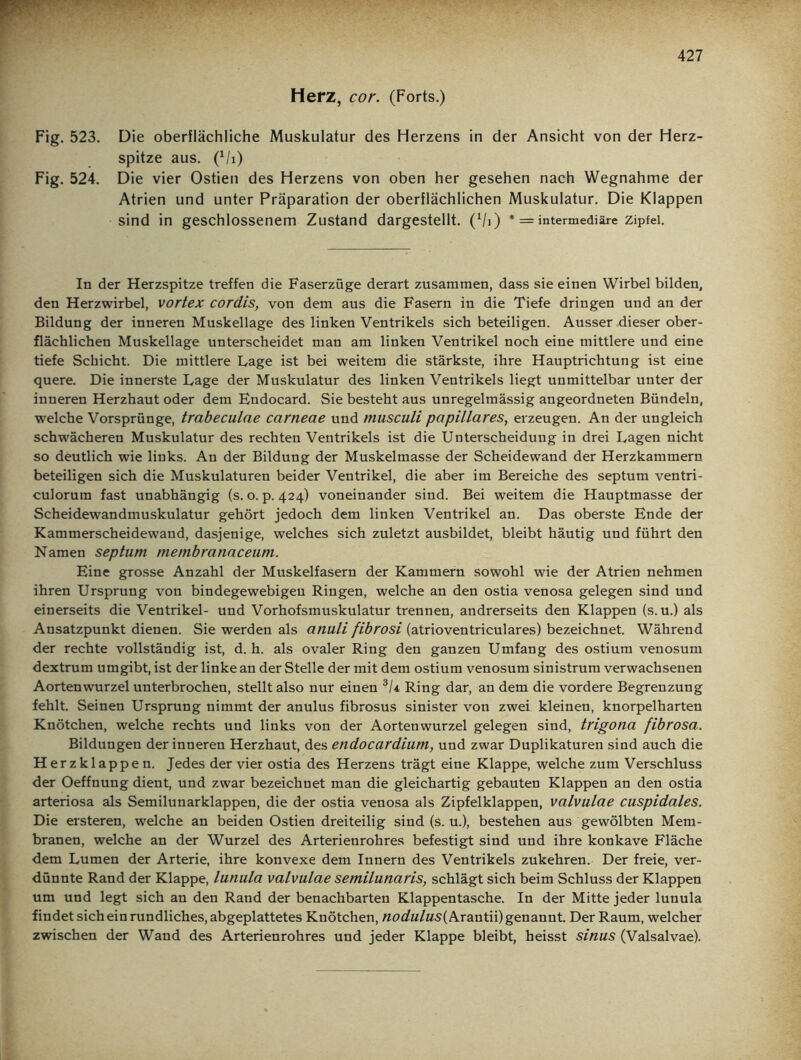 Herz, cor. (Forts.) Fig. 523. Die oberflächliche Muskulatur des Herzens in der Ansicht von der Herz- spitze aus. 0/i) Fig. 524. Die vier Ostien des Herzens von oben her gesehen nach Wegnahme der Atrien und unter Präparation der oberflächlichen Muskulatur. Die Klappen sind in geschlossenem Zustand dargestellt. (Vi) * = intermediäre Zipfel. In der Herzspitze treffen die Faserzüge derart zusammen, dass sie einen Wirbel bilden, den Herzwirbel, vortex cordis, von dem aus die Fasern in die Tiefe dringen und an der Bildung der inneren Muskellage des linken Ventrikels sich beteiligen. Ausser dieser ober- flächlichen Muskellage unterscheidet man am linken Ventrikel noch eine mittlere und eine tiefe Schicht. Die mittlere Lage ist bei weitem die stärkste, ihre Hauptrichtung ist eine quere. Die innerste Lage der Muskulatur des linken Ventrikels liegt unmittelbar unter der inneren Herzhaut oder dem Endocard. Sie besteht aus unregelmässig angeordneten Bündeln, welche Vorsprünge, trabeculae carneae und musculi papilläres, erzeugen. An der ungleich schwächeren Muskulatur des rechten Ventrikels ist die Unterscheidung in drei Lagen nicht so deutlich wie links. An der Bildung der Muskelmasse der Scheidewand der Herzkammern beteiligen sich die Muskulaturen beider Ventrikel, die aber im Bereiche des septum ventri- culorum fast unabhängig (s. o. p. 424) voneinander sind. Bei weitem die Hauptmasse der Scheidewandmuskulatur gehört jedoch dem linken Ventrikel an. Das oberste Ende der Kammerscheidewand, dasjenige, welches sich zuletzt ausbildet, bleibt häutig und führt den Namen septum membranaceum. Eine grosse Anzahl der Muskelfasern der Kammern sowohl wie der Atrien nehmen ihren Ursprung von bindegewebigen Ringen, welche an den ostia venosa gelegen sind und einerseits die Ventrikel- und Vorhofsmuskulatur trennen, andrerseits den Klappen (s.u.) als Ansatzpunkt dienen. Sie werden als anuli fibrosi (atrioventriculares) bezeichnet. Während der rechte vollständig ist, d. h. als ovaler Ring den ganzen Umfang des ostium venosum dextrum umgibt, ist der linke an der Stelle der mit dem ostium venosum sinistrum verwachsenen Aortenwurzel unterbrochen, stellt also nur einen 3U Ring dar, an dem die vordere Begrenzung fehlt. Seinen Ursprung nimmt der anulus fibrosus sinister von zwei kleinen, knorpelharten Knötchen, welche rechts und links von der Aortenwurzel gelegen sind, trigona fibrosa. Bildungen der inneren Herzhaut, des endocardiam, und zwar Duplikaturen sind auch die Herzklappen. Jedes der vier ostia des Herzens trägt eine Klappe, welche zum Verschluss der Oeffnung dient, und zwar bezeichnet man die gleichartig gebauten Klappen an den ostia arteriosa als Semilunarklappen, die der ostia venosa als Zipfelklappen, valvulae cuspidales. Die ersteren, welche an beiden Ostien dreiteilig sind (s. u.), bestehen aus gewölbten Mem- branen, welche an der Wurzel des Arterienrohres befestigt sind und ihre konkave Fläche dem Lumen der Arterie, ihre konvexe dem Innern des Ventrikels zukehren. Der freie, ver- dünnte Rand der Klappe, lunula valvulae semilunaris, schlägt sich beim Schluss der Klappen um und legt sich an den Rand der benachbarten Klappentasche. In der Mitte jeder lunula findet sich ein rundliches, abgeplattetes Knötchen, nodulus{krantix) genannt. Der Raum, welcher zwischen der Wand des Arterienrohres und jeder Klappe bleibt, heisst sinus (Valsalvae).