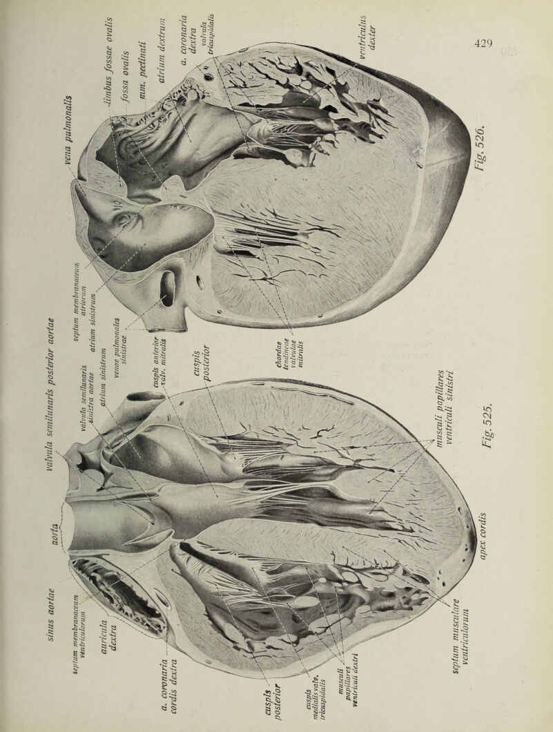 sinus aortae aorta valvula semilunaris posterior aortae <0 53 $ «•2 S ^2 53 5 ■§* V. .*>•2 5. fcs <o -i» » «o 8 •|-5l g.« §• s s