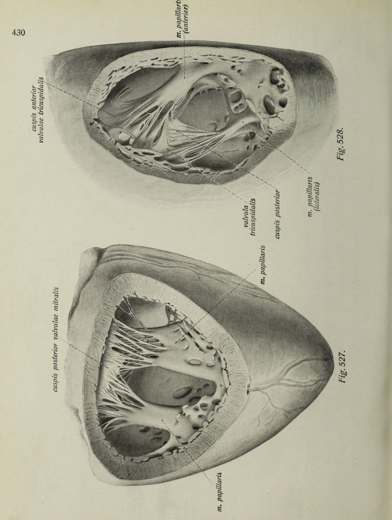 cuspis posterior valvulae mitralis