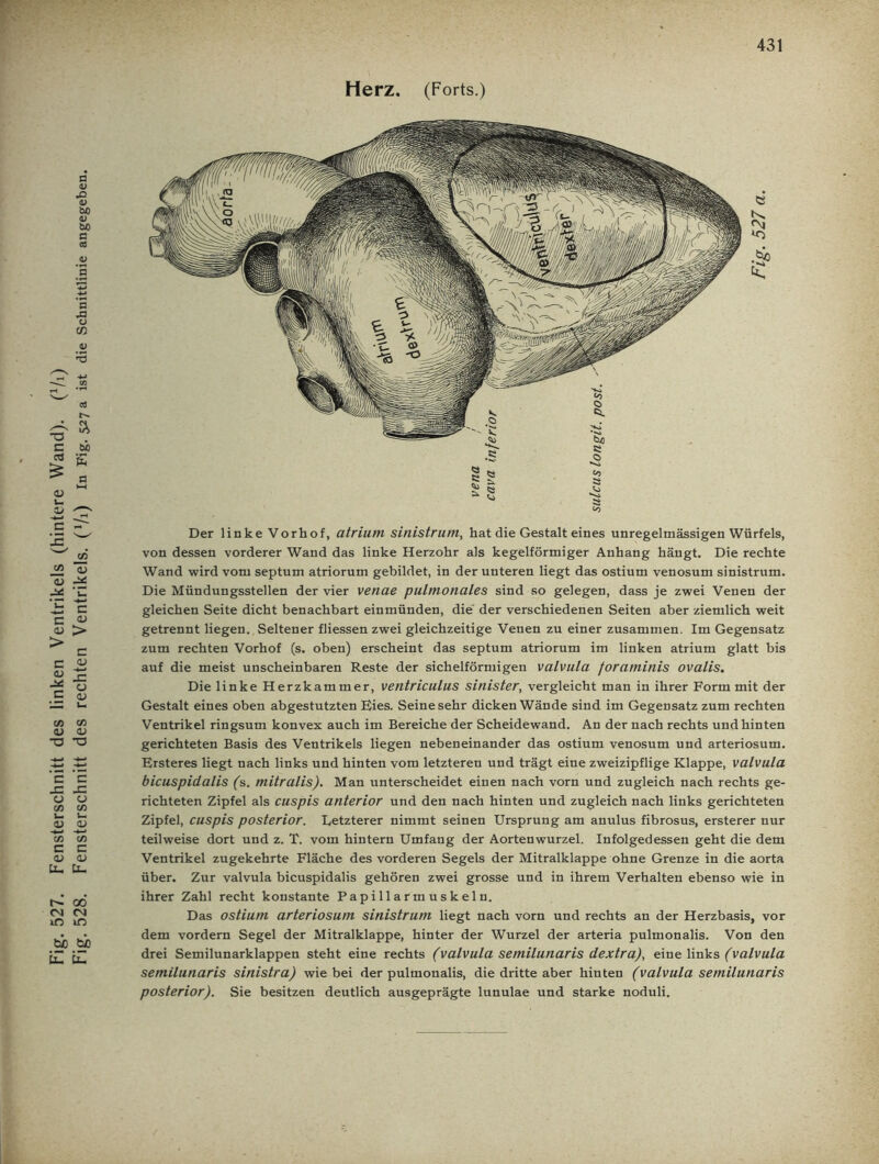 Fig. 527. Fensterschnitt des linken Ventrikels (hintere Wand). (x/i) Fig. 528. Fensterschnitt des rechten Ventrikels. (7i) In Fig. 527a ist die Schnittlinie angegeben. Herz. (Forts.) c fM £ Der linke Vorhof, atrium sinistrum, hat die Gestalt eines unregelmässigen Würfels, von dessen vorderer Wand das linke Herzohr als kegelförmiger Anhang hängt. Die rechte Wand wird vom septum atriorum gebildet, in der unteren liegt das ostium venosum sinistrum. Die Mündungsstellen der vier venae pulmonales sind so gelegen, dass je zwei Venen der gleichen Seite dicht benachbart einmünden, die der verschiedenen Seiten aber ziemlich weit getrennt liegen. Seltener fliessen zwei gleichzeitige Venen zu einer zusammen. Im Gegensatz zum rechten Vorhof (s. oben) erscheint das septum atriorum im linken atrium glatt bis auf die meist unscheinbaren Reste der sichelförmigen valvula foraminis ovalls. Die linke Herzkammer, ventriculus sinister, vergleicht man in ihrer Form mit der Gestalt eines oben abgestutzten Eies. Seinesehr dicken Wände sind im Gegensatz zum rechten Ventrikel ringsum konvex auch im Bereiche der Scheidewand. An der nach rechts und hinten gerichteten Basis des Ventrikels liegen nebeneinander das ostium venosum und arteriosum. Ersteres liegt nach links und hinten vom letzteren und trägt eine zweizipflige Klappe, valvula bicuspidalis (s. mitralis). Man unterscheidet einen nach vorn und zugleich nach rechts ge- richteten Zipfel als cuspis anterior und den nach hinten und zugleich nach links gerichteten Zipfel, cuspis posterior. Letzterer nimmt seinen Ursprung am anulus fibrosus, ersterer nur teilweise dort und z. T. vom hintern Umfang der Aortenwurzel. Infolgedessen geht die dem Ventrikel zugekehrte Fläche des vorderen Segels der Mitralklappe ohne Grenze in die aorta über. Zur valvula bicuspidalis gehören zwei grosse und in ihrem Verhalten ebenso wie in ihrer Zahl recht konstante Papillarmuskeln. Das ostium arteriosum sinistrum liegt nach vorn und rechts an der Herzbasis, vor dem vordem Segel der Mitralklappe, hinter der Wurzel der arteria pulmonalis. Von den drei Semilunarklappen steht eine rechts (valvula semilunaris dextra), eine links (valvula semilunaris sinistra) wie bei der pulmonalis, die dritte aber hinten (valvula semilunaris posterior). Sie besitzen deutlich ausgeprägte lunulae und starke noduli.