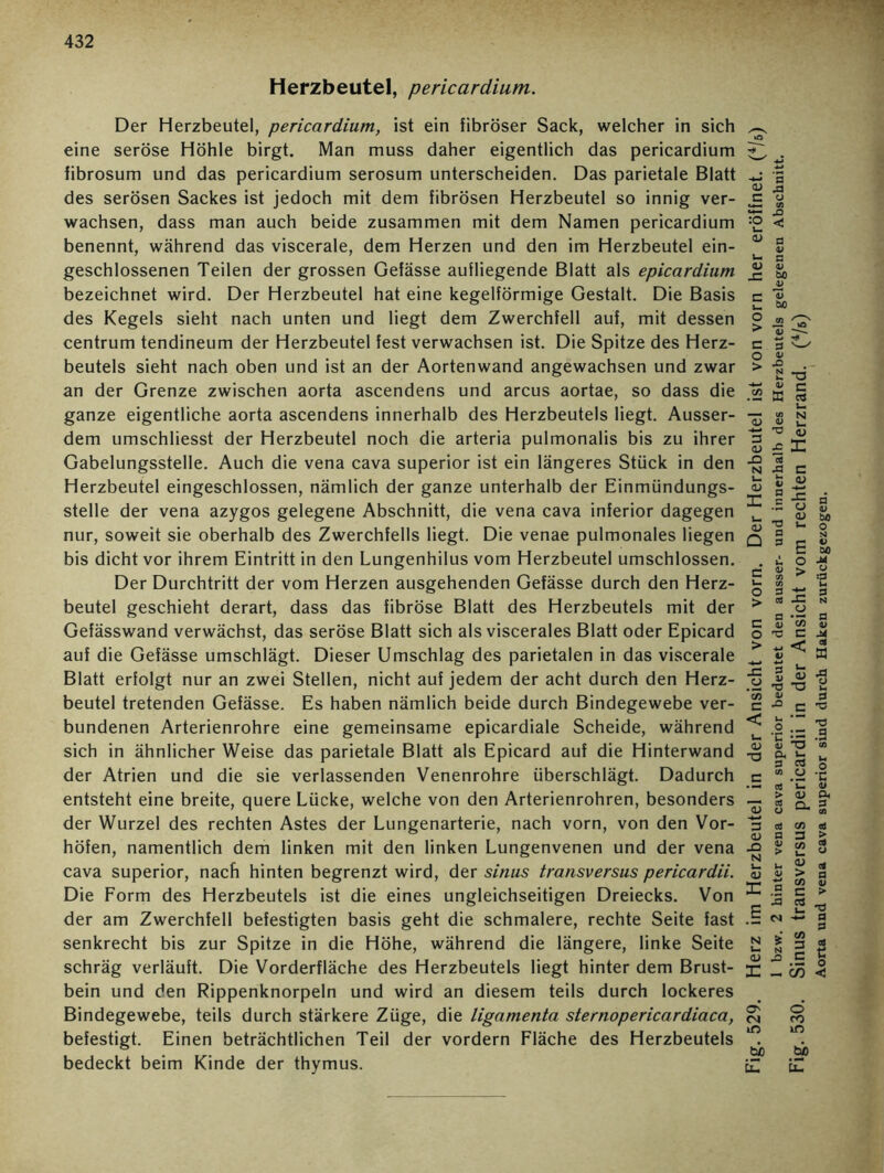 Herzbeutel, pericardium. Der Herzbeutel, pericardium, ist ein fibröser Sack, welcher in sich eine seröse Höhle birgt. Man muss daher eigentlich das pericardium fibrosum und das pericardium serosum unterscheiden. Das parietale Blatt des serösen Sackes ist jedoch mit dem fibrösen Herzbeutel so innig ver- wachsen, dass man auch beide zusammen mit dem Namen pericardium benennt, während das viscerale, dem Herzen und den im Herzbeutel ein- geschlossenen Teilen der grossen Gefässe aufliegende Blatt als epicardium bezeichnet wird. Der Herzbeutel hat eine kegelförmige Gestalt. Die Basis des Kegels sieht nach unten und liegt dem Zwerchfell auf, mit dessen centrum tendineum der Herzbeutel fest verwachsen ist. Die Spitze des Herz- beutels sieht nach oben und ist an der Aortenwand angewachsen und zwar an der Grenze zwischen aorta ascendens und arcus aortae, so dass die ganze eigentliche aorta ascendens innerhalb des Herzbeutels liegt. Ausser- dem umschliesst der Herzbeutel noch die arteria pulmonalis bis zu ihrer Gabelungsstelle. Auch die vena cava superior ist ein längeres Stück in den Herzbeutel eingeschlossen, nämlich der ganze unterhalb der Einmündungs- stelle der vena azygos gelegene Abschnitt, die vena cava inferior dagegen nur, soweit sie oberhalb des Zwerchfells liegt. Die venae pulmonales liegen bis dicht vor ihrem Eintritt in den Lungenhilus vom Herzbeutel umschlossen. Der Durchtritt der vom Herzen ausgehenden Gefässe durch den Herz- beutel geschieht derart, dass das fibröse Blatt des Herzbeutels mit der Gefässwand verwächst, das seröse Blatt sich als viscerales Blatt oder Epicard auf die Gefässe umschlägt. Dieser Umschlag des parietalen in das viscerale Blatt erfolgt nur an zwei Stellen, nicht auf jedem der acht durch den Herz- beutel tretenden Gefässe. Es haben nämlich beide durch Bindegewebe ver- bundenen Arterienrohre eine gemeinsame epicardiale Scheide, während sich in ähnlicher Weise das parietale Blatt als Epicard auf die Hinterwand der Atrien und die sie verlassenden Venenrohre überschlägt. Dadurch entsteht eine breite, quere Lücke, welche von den Arterienrohren, besonders der Wurzel des rechten Astes der Lungenarterie, nach vorn, von den Vor- höfen, namentlich dem linken mit den linken Lungenvenen und der vena cava superior, nach hinten begrenzt wird, der sinus transversus pericardii. Die Form des Herzbeutels ist die eines ungleichseitigen Dreiecks. Von der am Zwerchfell befestigten basis geht die schmalere, rechte Seite fast senkrecht bis zur Spitze in die Höhe, während die längere, linke Seite schräg verläuft. Die Vorderfläche des Herzbeutels liegt hinter dem Brust- bein und den Rippenknorpeln und wird an diesem teils durch lockeres Bindegewebe, teils durch stärkere Züge, die ligamenta sternopericardiaca, befestigt. Einen beträchtlichen Teil der vordem Fläche des Herzbeutels bedeckt beim Kinde der thymus. Fig. 529. Herz im Herzbeutel in der Ansicht von vorn. Der Herzbeutel ist von vorn her eröffnet. (4/s) 1 bzw. 2 hinter vena cava superior bedeutet den ausser- und innerhalb des Herzbeutels gelegenen Abschnitt. Fig. 530. Sinus transversus pericardii in der Ansicht vom rechten Herzrand. (4/6) Aorta und vena cava superior sind durch Haken zurückgezogen.