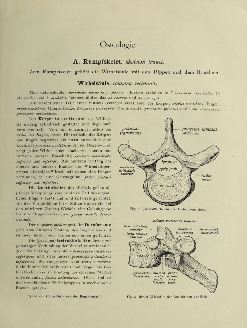 Osteologie. A. Rumpfskelet, skeleton trunci. Zum Rumpfskelet gehört die Wirbelsäule mit den Rippen und dem Brustbein. Wirbelsäule, columna vertebralis. Man unterscheidet vertebrae verae und spuriae. Erstere zerfallen in 7 vertebrae cervicales. 12 thoracales und 5 lumbales, letztere bilden das os sacrum und os coccygis. Die wesentlichen Teile eines Wirbels (vertebra vera) sind der Körper, corpus vertebrae, Bogen, arcus vertebrae, Querfortsätze, processus transversi, Dornfortsatz, processus spinosus und Gelenkfortsätze. processns articulares. Der Körper ist der Hauptteil des Wirbels, ist niedrig zylindrisch gestaltet und liegt nach vorn (ventral). Von ihm entspringt mittels der radix der Bogen, arcus, Hinterfläche des Körpers und Bogen begrenzen ein meist quer-elliptisches Loch, das foramen vertebrale. An der Bogenwurzel zeigt jeder Wirbel einen flacheren, oberen und tieferen, unteren Einschnitt, incisura vertebralis superior und inferior. Am hinteren Umfang des oberen und unteren Randes des 'Wirbelkörpers zeigen diejenigen Wirbel, mit denen sich Rippen verbinden, je eine Gelenkgrube, fovea costalis superior und inferior. Die Querfortsälze des Wirbels gehen als paarige Vorsprünge vom vorderen Teil des eigent- lichen Bogens aus*) und sind seitwärts gerichtet. An der Vorderfläche ihrer Spitze tragen sie bei den mittleren (Brust-) Wirbeln eine Gelenkgrube für das Rippenhöckerchen, fovea costalis trans- versalis. Der unpaare, median gestellte Dornfortsatz geht vom hinteren Umfang des Bogens aus und ist nach hinten oder hinten und unten gerichtet. Die (paarigen) Gelenkfortsätze dienen zur gelenkigen Verbindung der Wirbel untereinander. Jeder Wirbel trägt zwei obere processus articulares superiores und zwei untere processus articulares inferiores. Sie entspringen vom arcus vertebrae dicht hinter der radix arcus und tragen die Ge- lenkflächen zur Veibindung der einzelnen W'irbel untereinander, facies articulares. Diese sind an den verschiedenen Wirbelgruppen in wechselnden Ebenen gelegen. incisura vertebralis superior proc. articularis superior fovea costalis superior processus transversus fovea costal. transversal. fovea costa- lis inferior incisura verte- bralis inferior *) Bei den Halswirbeln von der Bogenwurzel. Fig. 2. (Brust-)Wirbel in der Ansicht von der Seite.