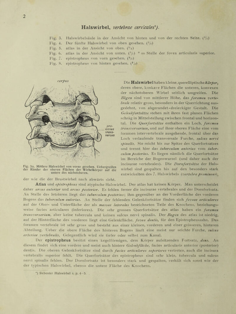 Halswirbel, vertebrae cervicales*). Fig. 3. Fig. 4. Fig. 5. Fig. 6. Fig. 7. Fig. 8. Halswirbelsäule in der Ansicht von hinten und von der rechten Seite, (’/i) Der fünfte Halswirbel von oben gesehen, ('/i) atlas in der Ansicht von oben. (l/i) atlas in der Ansicht von unten, (’/i) * = Stelle der fovea articularis superior. epistropheus von vorn gesehen. (l/i) epistropheus von hinten gesehen. (Vi) corpus pro- cessus trans- versus Fig. 3a. Mittlere Halswirbel von vorne gesehen. Uebergreifen der Ränder der oberen Flächen der Wirbelkörper auf die untere des nächstoberen. Die Halswirbel haben kleine. querelliptischcAöV/er, deren obere, konkave Flächen die unteren, konvexen der nächstoberen Wirbel seitlich umgreifen. Die Bögen sind von mittlerer Höhe, das foramen verte- brale relativ gross, besonders in der Querrichtung aus- gedehnt, von abgerundet-dreieckiger Gestalt. Die Gclenkfortsätze stehen mit ihren fast planen Flächen schräg in Mittelstellung zwischen frontal und horizon- tal. Die Querfortsätze enthalten ein Loch, forc.men tränsvcrsarium, und auf ihrer oberen Fläche eine vom foramen intervertebrale ausgehende, frontal über das Loch verlaufende transversale Furche, sulcus nervi spinalis. Sie reicht bis zur Spitze des Querfortsatzes und trennt hier das tuberculum anterius vom luber- cu/um posterius. Es liegen nämlich die Querfortsätze im Bereiche der Bogenwurzel (und daher auch der incisurae vertebrales). Die Dornfortsätze der Hals- wirbel sind gespalten bis auf den besonders stark entwickelten des 7. Halswirbels (vertebra prominens). der wie die der Brustwirbel nach abwärts sieht. Atlas und epistropheus sind atvpische Halswirbel. Der atlas hat keinen Körper. Man unterscheidet daher arcus anterior und arcus posterior. Es fehlen ferner die incisurae vertebrales und der Dornfortsatz. An Stelle des letzteren liegt i\a.s tuberculum posterius; ihm gegenüber an der Vorderfläche des vorderen Bogens das tuberculum anterius. An Stelle der fehlenden Gelenkfortsätze finden sich fovcae arliculares auf der Ober- und Unterfläche der als massae laterales bezeichneten Teile des Knochens, beziehungs- weise facies articulares (inferiores). Die sehr grossen Querfortsätze des atlas haben ein foramen transversarium, aber keine tubercula und keinen sulcus nervi spinalis. Der Bogen des atlas ist niedrig, auf der Hinterfläche des vorderen liegt eine Gelenkfläche, fovea dentis, für den Epistropheuszahn. Das foramen vertebrale ist sehr gross und besteht aus einer kleinen, vorderen und einer grösseren, hinteren Abteilung. Ueber die obere Fläche des hinteren Bogens läuft eine meist nur seichte Furche, sulcus artcriae vertebralis. Gelegentlich wird sie tiefer oder selbst zum Kanal. Der epistropheus besitzt einen kegelförmigen, dem Körper aufsitzenden Fortsatz, dcns. An diesem findet sich eine vordere und meist auch hintere Gelenk fläche, facies articularis anterior (posterior) dentis. Die oberen Gelenkfortsätze sind durch facies arliculares superiores vertreten, auch die ineisura vertebralis superior fehlt. Die Querfortsätze des epistropheus sind sehr klei.n, tubercula und sulcus nervi spinalis fehlen. Der Dornfortsatz ist besonders stark und gespalten, verhält sich sonst wie der der typischen Halswirbel, ebenso die untere Fläche des Knochens. *) Siebenter Halswirbel s. p. 4—5