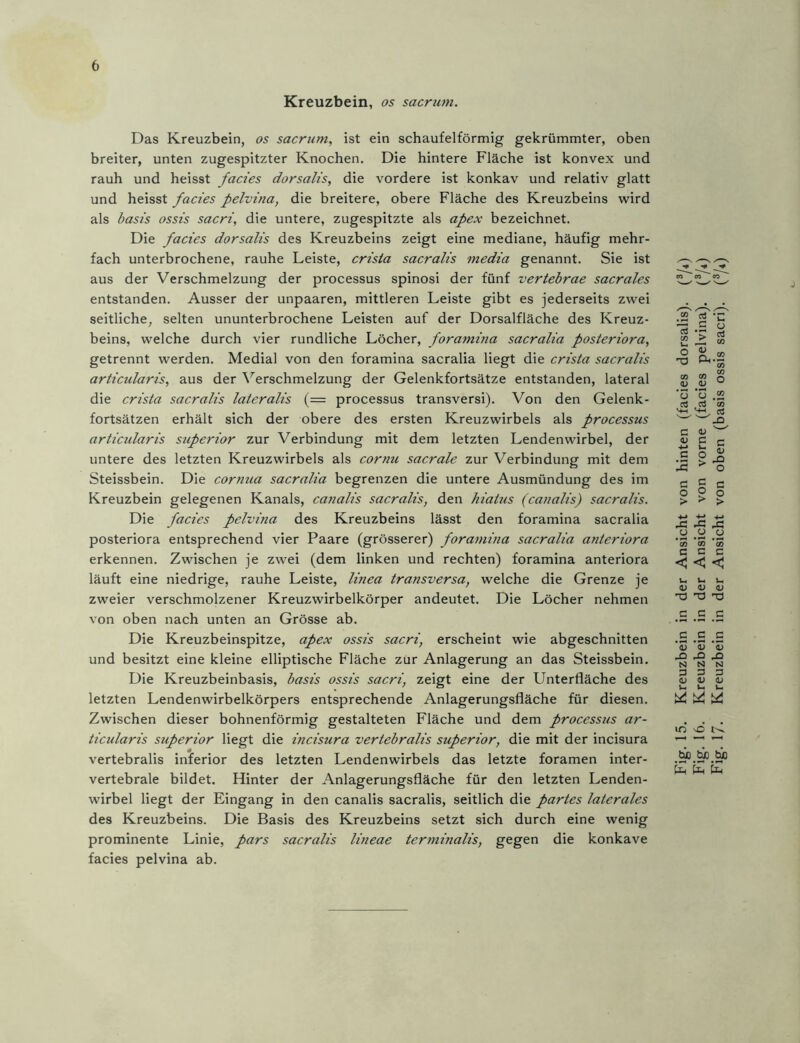 Kreuzbein, os sacrum. Das Kreuzbein, os sacrum, ist ein schaufelförmig gekrümmter, oben breiter, unten zugespitzter Knochen. Die hintere Fläche ist konvex und rauh und heisst facies dorsalis, die vordere ist konkav und relativ glatt und heisst facies pelvina, die breitere, obere Fläche des Kreuzbeins wird als basis ossis sacri, die untere, zugespitzte als apex bezeichnet. Die facies dorsalis des Kreuzbeins zeigt eine mediane, häufig mehr- fach unterbrochene, rauhe Leiste, crista sacralis media genannt. Sie ist aus der Verschmelzung der processus spinosi der fünf vertebrae sacrales entstanden. Ausser der unpaaren, mittleren Leiste gibt es jederseits zwei seitliche, selten ununterbrochene Leisten auf der Dorsalfläche des Kreuz- beins, welche durch vier rundliche Löcher, foramina sacralia posteriora, getrennt werden. Medial von den foramina sacralia liegt die crista sacralis articularis, aus der Verschmelzung der Gelenkfortsätze entstanden, lateral und besitzt eine kleine elliptische Fläche zur Anlagerung an das Steissbein. Die Kreuzbeinbasis, basis ossis sacri, zeigt eine der Unterfläche des letzten Lendenwirbelkörpers entsprechende Anlagerungsfläche für diesen. Zwischen dieser bohnenförmig gestalteten Fläche und dem processus ar- ticularis superior liegt die incisura vertebralis superior, die mit der incisura vertebralis inferior des letzten Lendenwirbels das letzte foramen inter- vertebrale bildet. Hinter der Anlagerungsfläche für den letzten Lenden- wirbel liegt der Eingang in den canalis sacralis, seitlich die partes laterales des Kreuzbeins. Die Basis des Kreuzbeins setzt sich durch eine wenig prominente Linie, pars sacralis lineae terminalis, gegen die konkave facies pelvina ab.