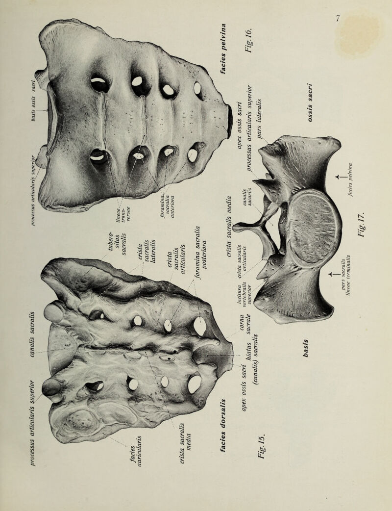 proceSSUS articularis Superior canalis sacralis processus articularis Superior basis ossis sacri §.s «-S V * > c « ? & ^ r-* -J 1 >-» r»