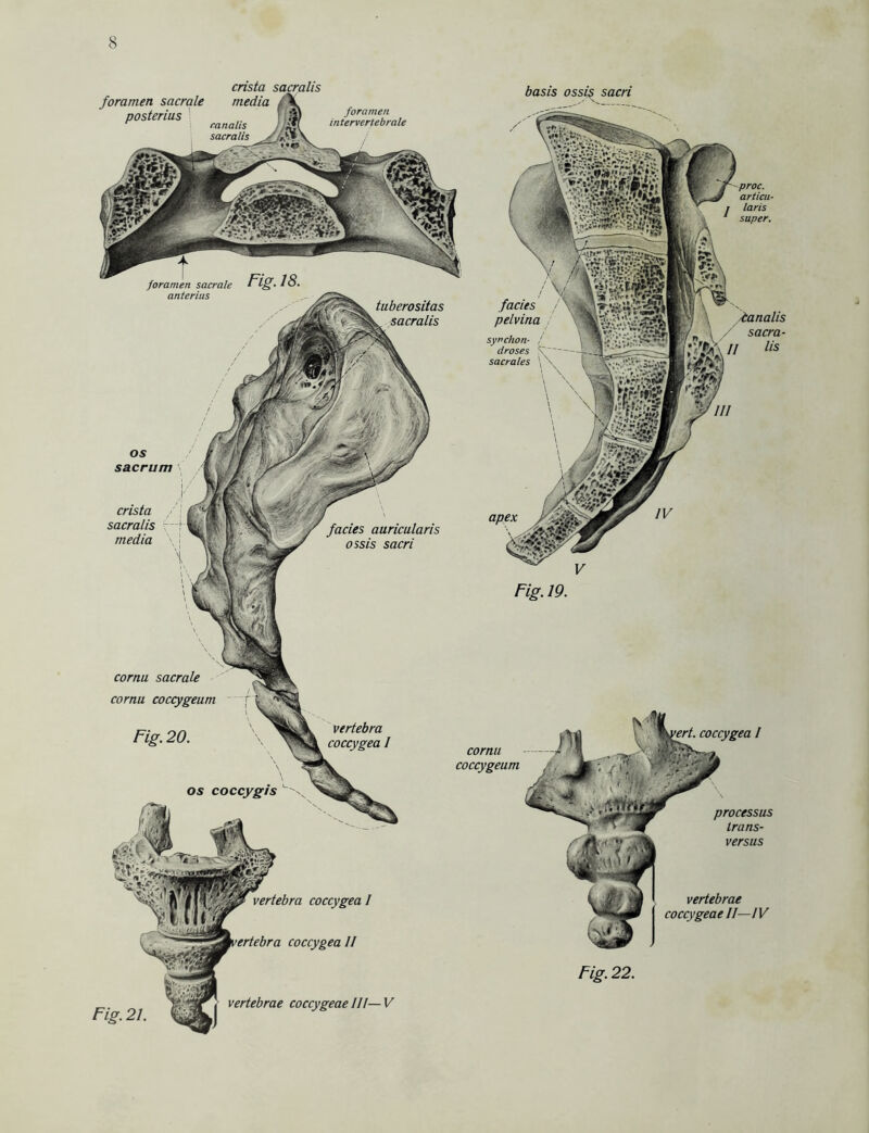 crista sacralis media /\ basis ossi$ sacri foramen sacrale posterius foramen intervertebrale ranalis sacralis proc. articu- laris super. foramen sacrale anterius fades pelvina synchon- droses \ ~ sacrales \\ tuberositas l, sacralis fanalis sacra- r lis OS sacrum crista sacralis media facies auricularis ossis sacri cornu sacrale cornu coccygeum vertebra coccygea I ’ert. coccygea I cornu coccygeum processus Irans- versus vertebrae coccygeae II—IV vertebra coccygea I ’ertebra coccygea II