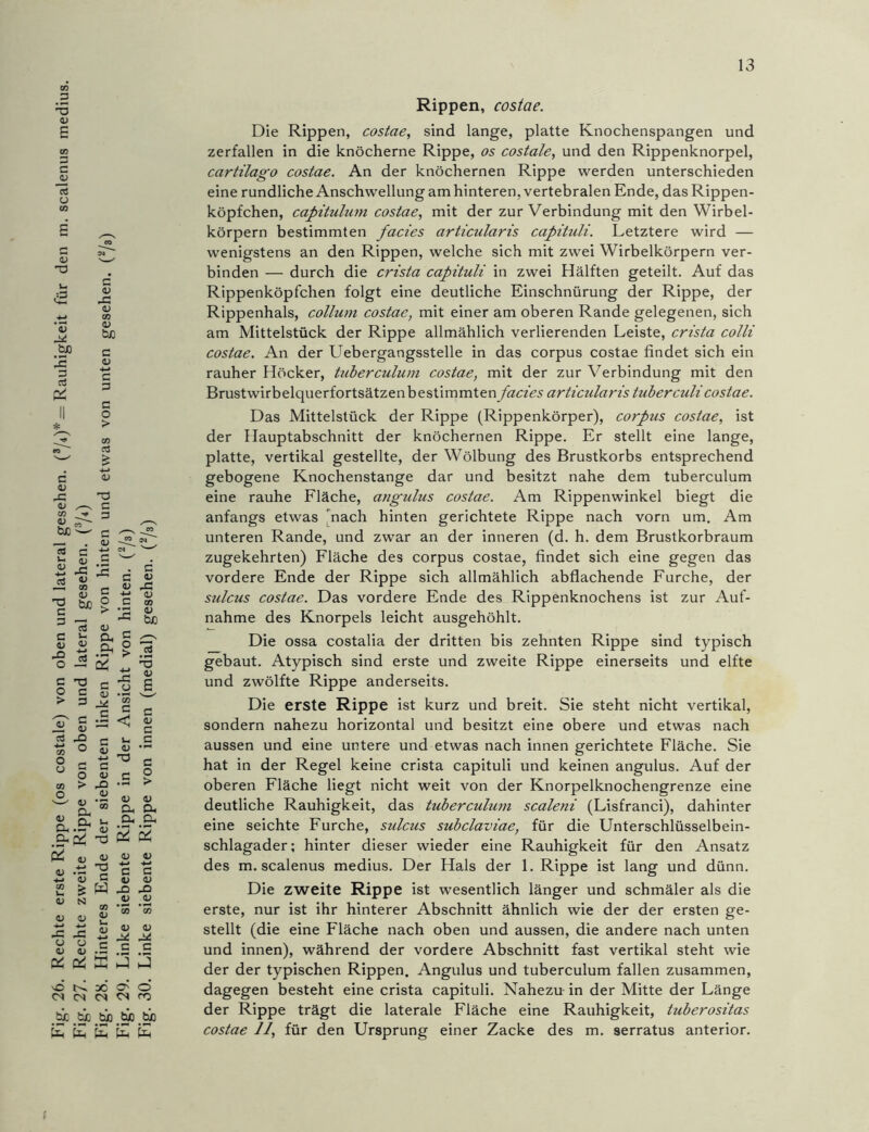 Fig. 26. Rechte erste Rippe (os costale) von oben und lateral gesehen. (*/*)* = Rauhigkeit für den m. scalenus medius. Fig. 27. Rechte zweite Rippe von oben und lateral gesehen. (3/4) Fig. 28. Hinteres Ende der siebenten linken Rippe von hinten und etwas von unten gesehen. (7s) Fig. 29. Linke siebente Rippe in der Ansicht von hinten. (73) Fig. 30. Linke siebente Rippe von innen (medial) gesehen. (73) Rippen, costae. Die Rippen, costae, sind lange, platte Knochenspangen und zerfallen in die knöcherne Rippe, os costale, und den Rippenknorpel, cartilago costae. An der knöchernen Rippe werden unterschieden eine rundliche Anschwellung am hinteren, vertebralen Ende, das Rippen- köpfchen, capitulum costae, mit der zur Verbindung mit den Wirbel- körpern bestimmten facies articularis capituli. Letztere wird — wenigstens an den Rippen, welche sich mit zwei Wirbelkörpern ver- binden — durch die crista capituli in zwei Hälften geteilt. Auf das Rippenköpfchen folgt eine deutliche Einschnürung der Rippe, der Rippenhals, collum costae, mit einer am oberen Rande gelegenen, sich am Mittelstück der Rippe allmählich verlierenden Leiste, crista colli costae. An der Uebergangsstelle in das corpus costae findet sich ein rauher Höcker, tuberculum costae, mit der zur Verbindung mit den Brustwirbelquerfortsätzen bestimmten facies articularis tuberculi costae. Das Mittelstück der Rippe (Rippenkörper), corpus costae, ist der Hauptabschnitt der knöchernen Rippe. Er stellt eine lange, platte, vertikal gestellte, der Wölbung des Brustkorbs entsprechend gebogene Knochenstange dar und besitzt nahe dem tuberculum eine rauhe Fläche, angulus costae. Am Rippenwinkel biegt die anfangs etwas nach hinten gerichtete Rippe nach vorn um. Am unteren Rande, und zwar an der inneren (d. h. dem Brustkorbraum zugekehrten) Fläche des corpus costae, findet sich eine gegen das vordere Ende der Rippe sich allmählich abflachende Furche, der sulcus costae. Das vordere Ende des Rippenknochens ist zur Auf- nahme des Knorpels leicht ausgehöhlt. Die ossa costalia der dritten bis zehnten Rippe sind typisch gebaut. Atypisch sind erste und zweite Rippe einerseits und elfte und zwölfte Rippe anderseits. Die erste Rippe ist kurz und breit. Sie steht nicht vertikal, sondern nahezu horizontal und besitzt eine obere und etwas nach aussen und eine untere und etwas nach innen gerichtete Fläche. Sie hat in der Regel keine crista capituli und keinen angulus. Auf der oberen Fläche liegt nicht weit von der Knorpelknochengrenze eine deutliche Rauhigkeit, das tuberculum scaleni (Lisfranci), dahinter eine seichte Furche, sulcus subclaviae, für die Unterschlüsselbein- schlagader; hinter dieser wieder eine Rauhigkeit für den Ansatz des m. scalenus medius. Der Hals der 1. Rippe ist lang und dünn. Die zweite Rippe ist wesentlich länger und schmäler als die erste, nur ist ihr hinterer Abschnitt ähnlich wie der der ersten ge- stellt (die eine Fläche nach oben und aussen, die andere nach unten und innen), während der vordere Abschnitt fast vertikal steht wie der der typischen Rippen. Angulus und tuberculum fallen zusammen, dagegen besteht eine crista capituli. Nahezu in der Mitte der Länge der Rippe trägt die laterale Fläche eine Rauhigkeit, tuberositas costae 11, für den Ursprung einer Zacke des m. serratus anterior.