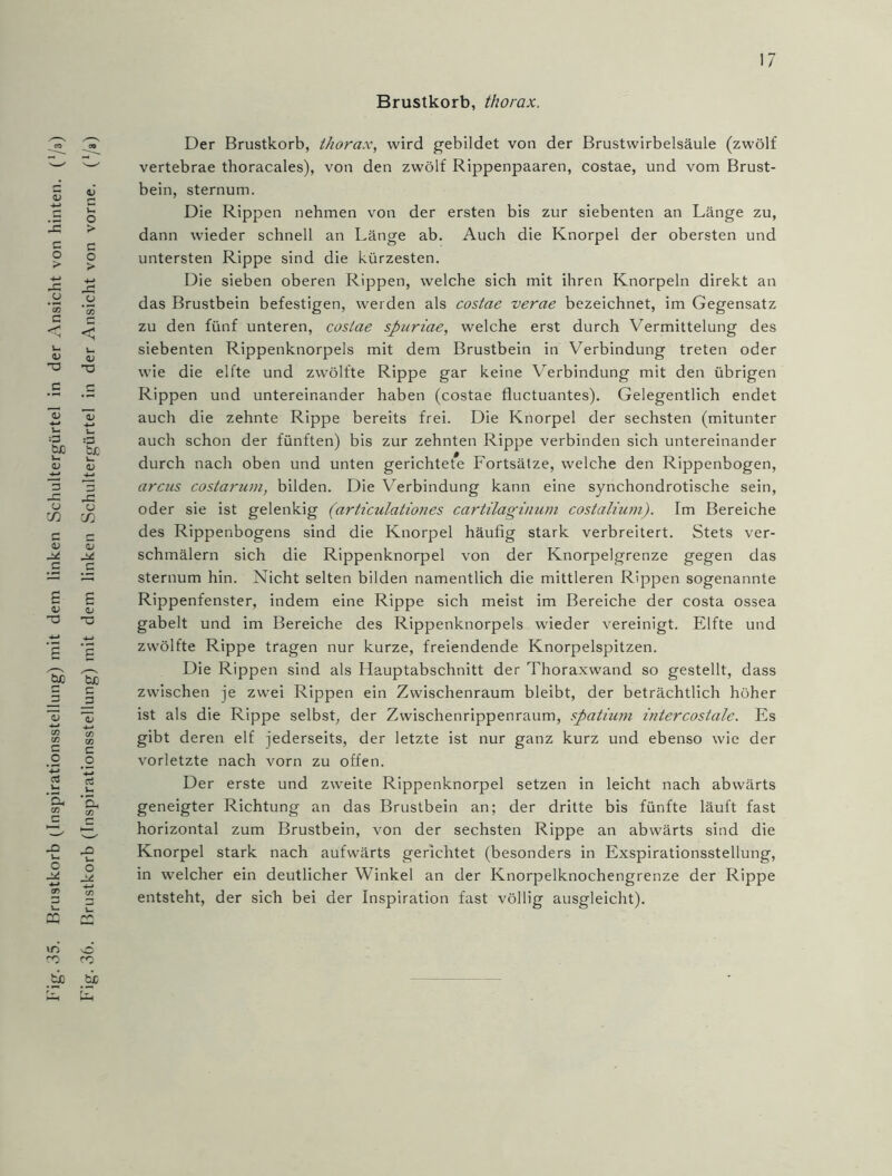 .35. Brustkorb (Inspirationsstellung) mit dem linken Schultergürtel in der Ansicht von hinten, (‘/ä) .36. Brustkorb (Inspirationsstellung) mit dem linken Schultergürtel in der Ansicht von vorne. (‘/a) Brustkorb, thorax. Der Brustkorb, thorax, wird gebildet von der Brustwirbelsäule (zwölf vertebrae thoracales), von den zwölf Rippenpaaren, costae, und vom Brust- bein, sternum. Die Rippen nehmen von der ersten bis zur siebenten an Länge zu, dann wieder schnell an Länge ab. Auch die Knorpel der obersten und untersten Rippe sind die kürzesten. Die sieben oberen Rippen, welche sich mit ihren Knorpeln direkt an das Brustbein befestigen, werden als costae verae bezeichnet, im Gegensatz zu den fünf unteren, costae spuriae, welche erst durch Vermittelung des siebenten Rippenknorpels mit dem Brustbein in Verbindung treten oder wie die elfte und zwölfte Rippe gar keine Verbindung mit den übrigen Rippen und untereinander haben (costae fluctuantes). Gelegentlich endet auch die zehnte Rippe bereits frei. Die Knorpel der sechsten (mitunter auch schon der fünften) bis zur zehnten Rippe verbinden sich untereinander durch nach oben und unten gerichtete Fortsätze, welche den Rippenbogen, arcus costarum, bilden. Die Verbindung kann eine synchondrotische sein, oder sie ist gelenkig (articulationes cartilaginum costalium). Im Bereiche des Rippenbogens sind die Knorpel häufig stark verbreitert. Stets ver- schmälern sich die Rippenknorpel von der Knorpelgrenze gegen das sternum hin. Nicht selten bilden namentlich die mittleren Rippen sogenannte Rippenfenster, indem eine Rippe sich meist im Bereiche der costa ossea gabelt und im Bereiche des Rippenknorpels wieder vereinigt. Elfte und zwölfte Rippe tragen nur kurze, freiendende Knorpelspitzen. Die Rippen sind als Hauptabschnitt der Thoraxwand so gestellt, dass zwischen je zwei Rippen ein Zwischenraum bleibt, der beträchtlich höher ist als die Rippe selbst, der Zwischenrippenraum, spathon intercosiale. Es gibt deren elf jederseits, der letzte ist nur ganz kurz und ebenso wie der vorletzte nach vorn zu offen. Der erste und zweite Rippenknorpel setzen in leicht nach abwärts geneigter Richtung an das Brustbein an; der dritte bis fünfte läuft fast horizontal zum Brustbein, von der sechsten Rippe an abwärts sind die Knorpel stark nach aufwärts gerichtet (besonders in Exspirationsstellung, in welcher ein deutlicher Winkel an der Knorpelknochengrenze der Rippe entsteht, der sich bei der Inspiration fast völlig ausgleicht).