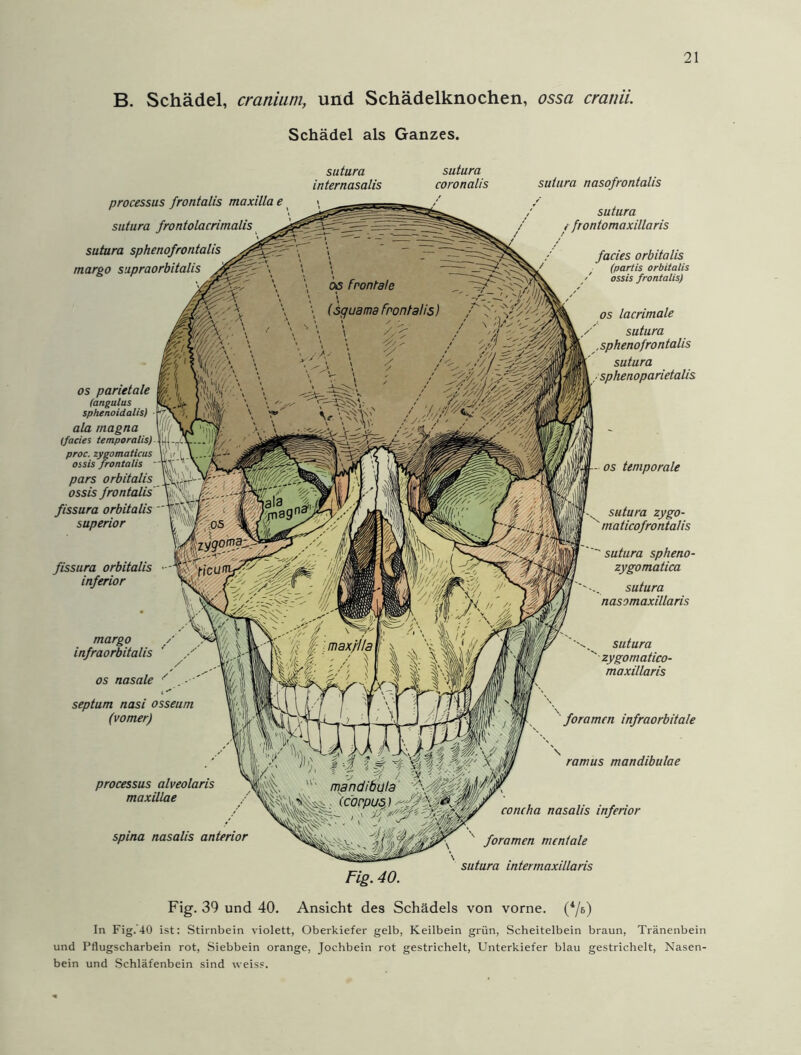 B. Schädel, cranium, und Schädelknochen, ossa cratiii. Schädel als Ganzes. 21 sutura sutura internasalis coronalis sutura nasofrontalis os frontale \ (sguama Frontalis) max/l/al \ processus frontalis maxillae sutura frontolacrimalis sutura sphenofrontalis margo supraorbitalis ißt', ff f, os parietale ff | h'IIÄ'- \ L'l-k rv4 ' (angulus sphenoidalis) ata magna (fades temporalis) proc. zygomaticus ^ \ r ossis frontalis pars orbitalis ossis frontalis fissura orbitalis superior fissura orbitalis inferior margo infraorbitalis os nasale septum nasi osseum (vomer) sutura i frontomaxillaris facies orbitalis (pariis orbitalis >' ossis frontalis) os lacrimale sutura . sphenofrontalis sutura sphenoparietalis os temporale sutura zygo- ' maticofrontalis sutura spheno- zygomatica sutura nasomaxillaris sutura zygomatico- maxillaris foramen infraorbitale ramus mandibulae processus alveolaris maxillae spina nasalis anterior • (coppus,) ' u . , . concha nasalis inferior foramen mentale sutura intermaxillaris Fig. 40. Fig. 39 und 40. Ansicht des Schädels von vorne. (4/b) In Fig.'40 ist: Stirnbein violett, Oberkiefer gelb, Keilbein grün, Scheitelbein braun, Tränenbein und Pflugscharbein rot, Siebbein orange, Jochbein rot gestrichelt, Unterkiefer blau gestrichelt, Nasen- bein und Schläfenbein sind weiss.