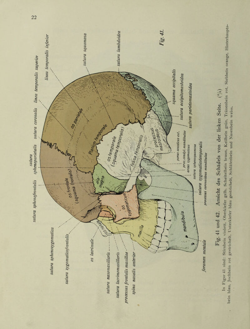 sutura sutura sphenofrontalis sphenoparietalis sutura coronalis linea temporalis superiot <L> o &0 ÖJD