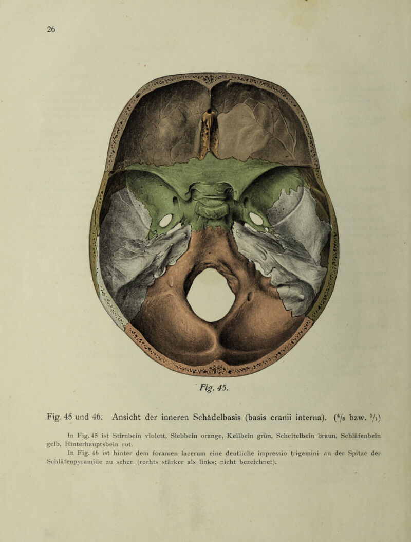 Fig. 45. Fig. 45 und 46. Ansicht der inneren Schädelbasis (basis cranii interna). (4/s bzw. J/i) In Fig. 45 ist Stirnbein violett, Siebbein orange, Keilbein grün, Scheitelbein braun, Schläfenbein gelb, Hinterhauptsbein rot. In Fig. 46 ist hinter dem foramen lacerum eine deutliche impressio trigemini an der Spitze der Schläfenpyramide zu sehen (rechts stärker als links; nicht bezeichnet).
