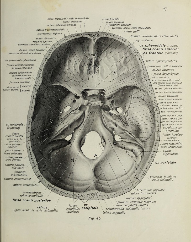 spina ethmoidalis ossis sphenoidalis sulcus arteriosus \ sutura spheno ethmoidalis \ 1 ' ' ' sutura frontoethmoidalis \ \ \ impressiones digitatae ^ sulcus chiasmatiSs foramen opticum > lingula sphenoidalis foramen larerum foramen ovale 'ff 'I foramen spinosum 'sf' sulcus nervi ( maJor,s 'fl ff .f petrosi superf. \minoris\l N* 7\ crista frontalis / sulcus sagittalis / joramen caecum processus alares ossis ethmoidalis , crista galli Jamina cribrosa ossis ethmoidalis / i / Ju£a cerebralta 7/ / ,/ ..<■ os sphenoidale (corpus) x fossa cranii anterior \--fDs frontale (squama) sutura sphenofrontalis il\ ■'yr I \Uiberculum sellae turcicae _ sulcus caroticus \ sulcus caroticus ' '1 < X processus clinoideus posier. processus clinoideus mediuss \ -\ &V\ dorsum sellae turcicae \ A<^ processus clinoideus anterior / >A>^s\.'\ - > \\V_ aia parva oss/s sphenoidalis / , » yf, V 7 ^< v!'F;\l v \... ' \ \ \ \ \ \ J/ i fissura orbitalis superior \ \ ' A»\ ' «* 1 foramen rolundum t'l '' * “® I '''s !.« -Vs . * ITC \ .. ,• / oss/ fossa hypophyseos os temporale (squama) fossa cranii media facies anterior' pyramidis sutcus petrosus superior porus acus- ticus internus os temporale (pars petrosa) sutura parieto- / \ ft mastoidea V * foramen '' mastoideum sutura occipitomast. sutura lambdoidea synchondrosis sphenooccipitalis / fossa cranii posterior c/ivus / (pars basilaris ossis occipitalis) ,ala magna ossis sphenoid. (facies cerebralis) sutura sphenoparietalis sutura sphenosquamosa ‘ \_,-sulcus arteriosus sutura splienosquam. Ayutura squamosa fissura petrooccip. Y \ sulcus pctros infer. fiss sphenopetrosa \pert. sup. can.tymp hintus canalis fac ri. l/tis petrosquamosa fossa subarcuata ■ angulus super. . pyramidis foram.jugulare foramen condyloideum -pars mastoidea ossis temporalis sulcus sigmoideus m' (i f\ os parietale nr a* % w ra . \ \, \ ft, '/ processus jugularis ' \ ' \ \ \ \ a / ossis occipitalis tuberculum jugulare |: 'sulcus transvers |—1^_\ 1 ‘ \ canalis hypoglossi '/ ''v' \ \ \ xforamen occipitale magnum fossae os. . \ \_ \ crista occipitalis interna occipitales occipitale \ protuberantia occipitalis interna inferiores sulcus sagittalis